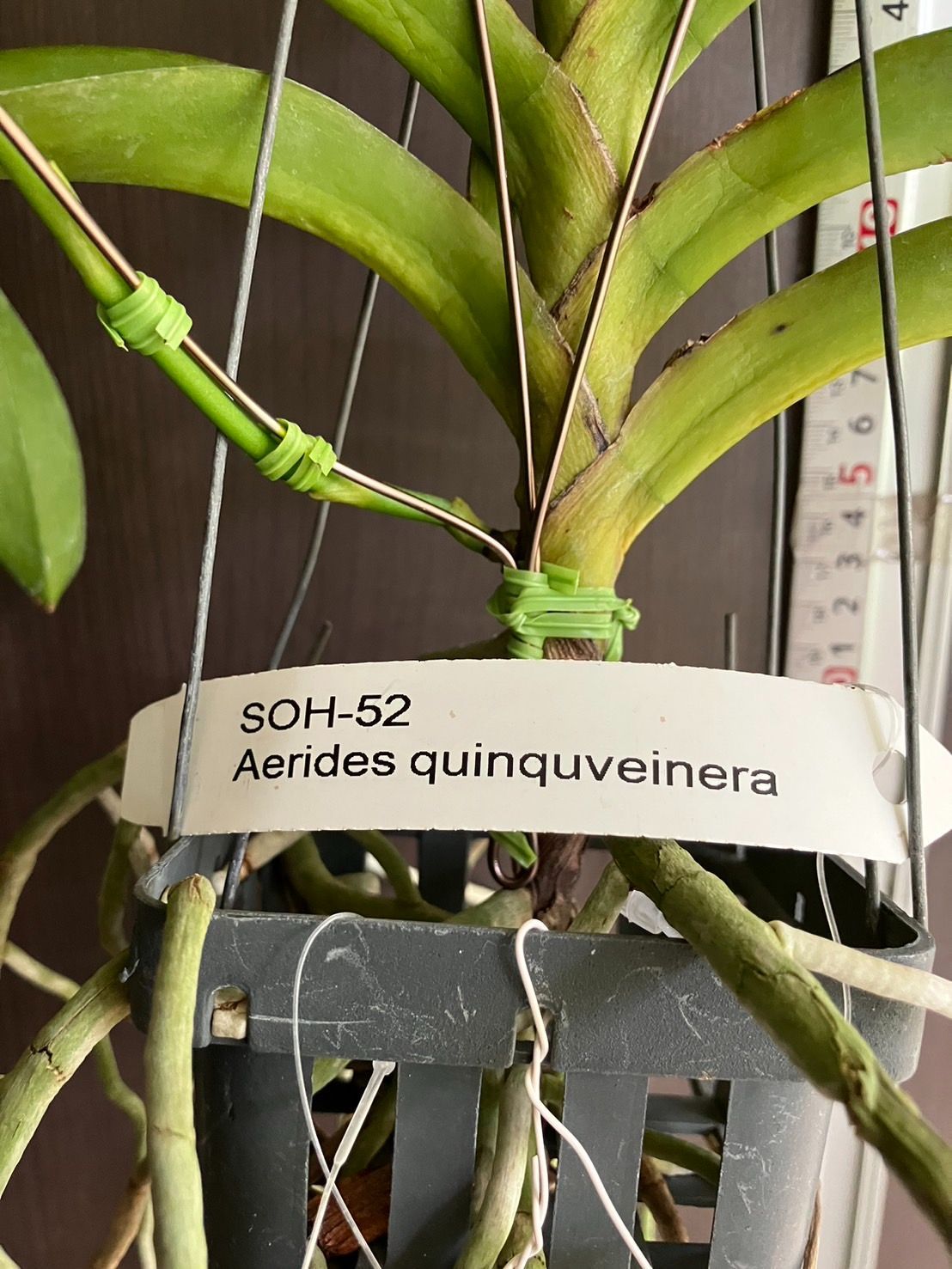 洋蘭 Aerides quinquevulnera つぼみ付 SOH-52 エリデス クインケブルネラ - メルカリ