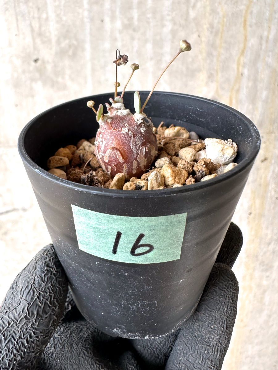 【美形株】 オトンナ カカリオイデス チレコドン ピグマエア ムルチ plants230112e40-247x296.jpg