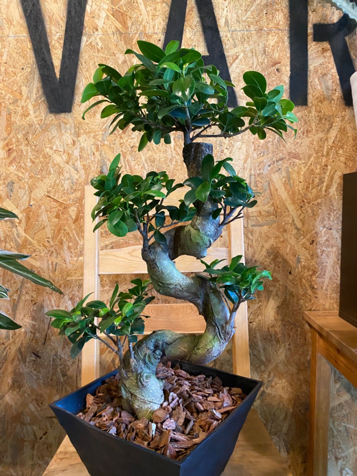 ガジュマル　曲がり ギフトにもおすすめ】ガジュマル 曲がり 8号 1鉢の通販