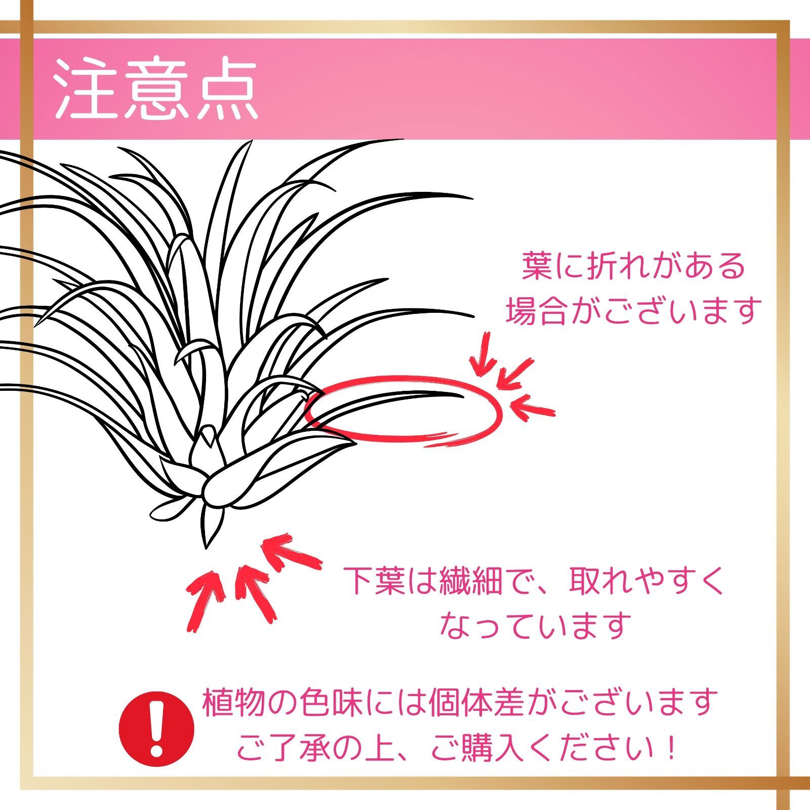 ☆花付き【コットンキャンディー】チランジア エアプランツ