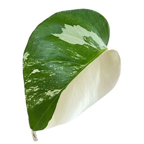 観葉植物 ボンバックス パキプス モンステラ エバーフレッシュ