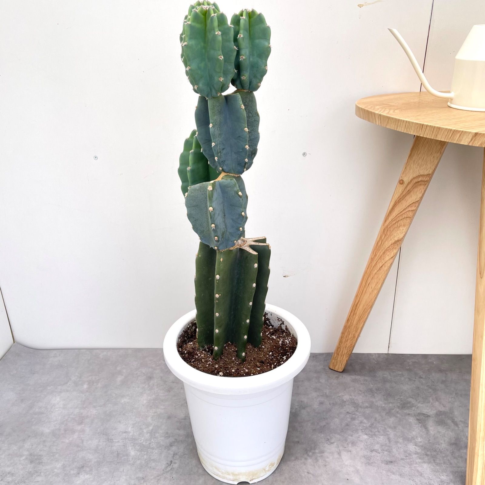 現品 観葉植物