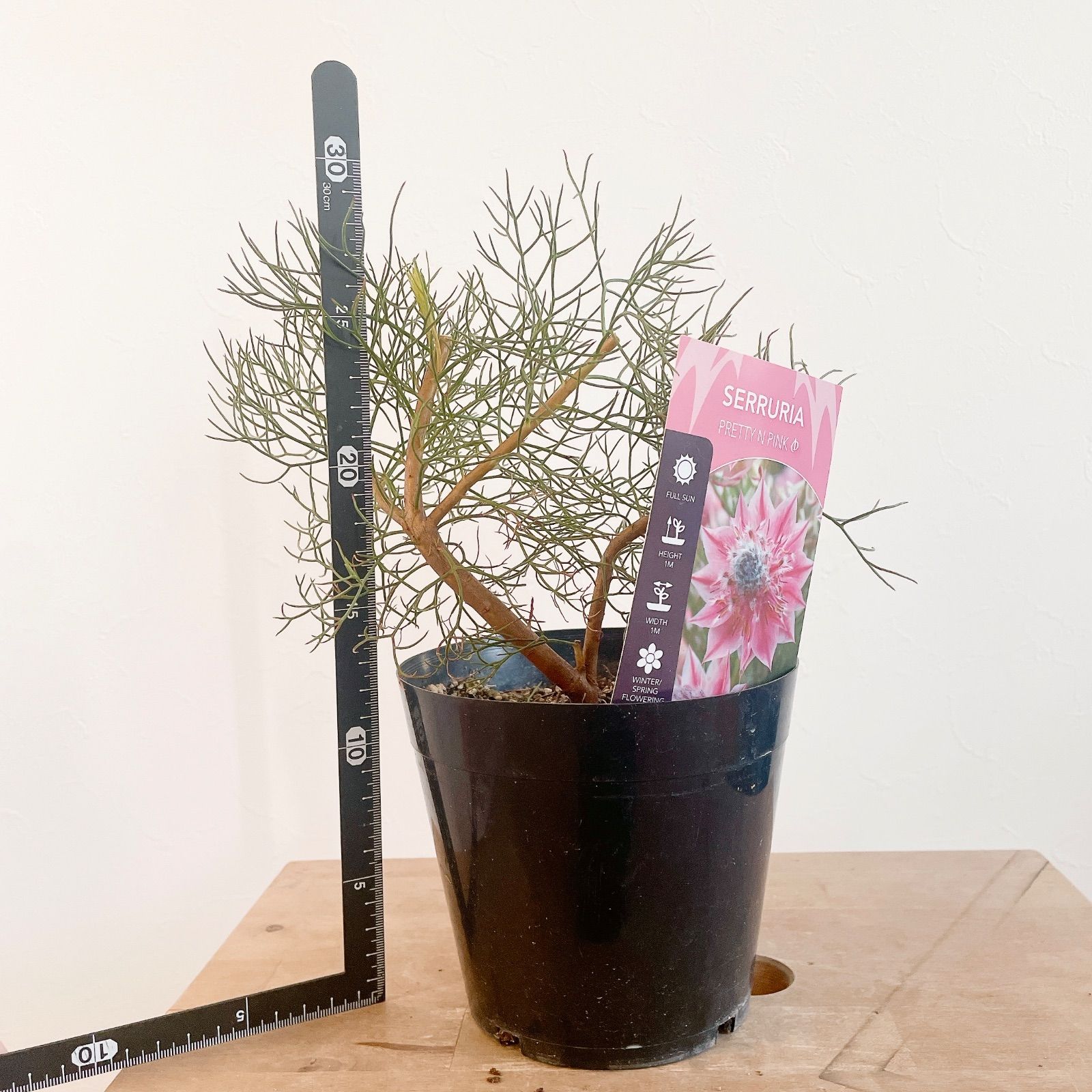 セルリア プリティピンク 5号鉢 剪定済み オージープランツ① 園芸