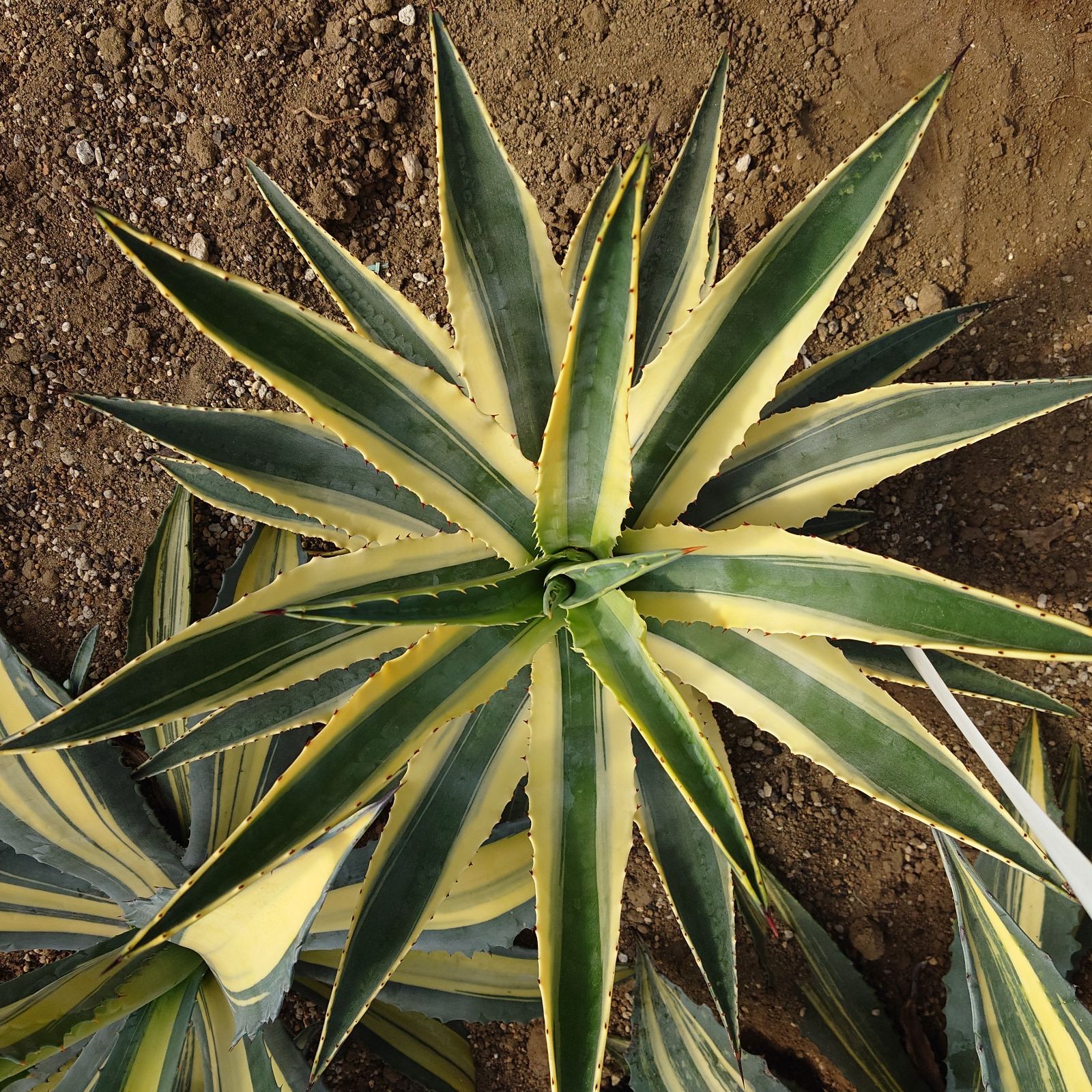 アガベ アメリカーナ コルネリウス 大株 直径60㎝ AGAVE 貴重