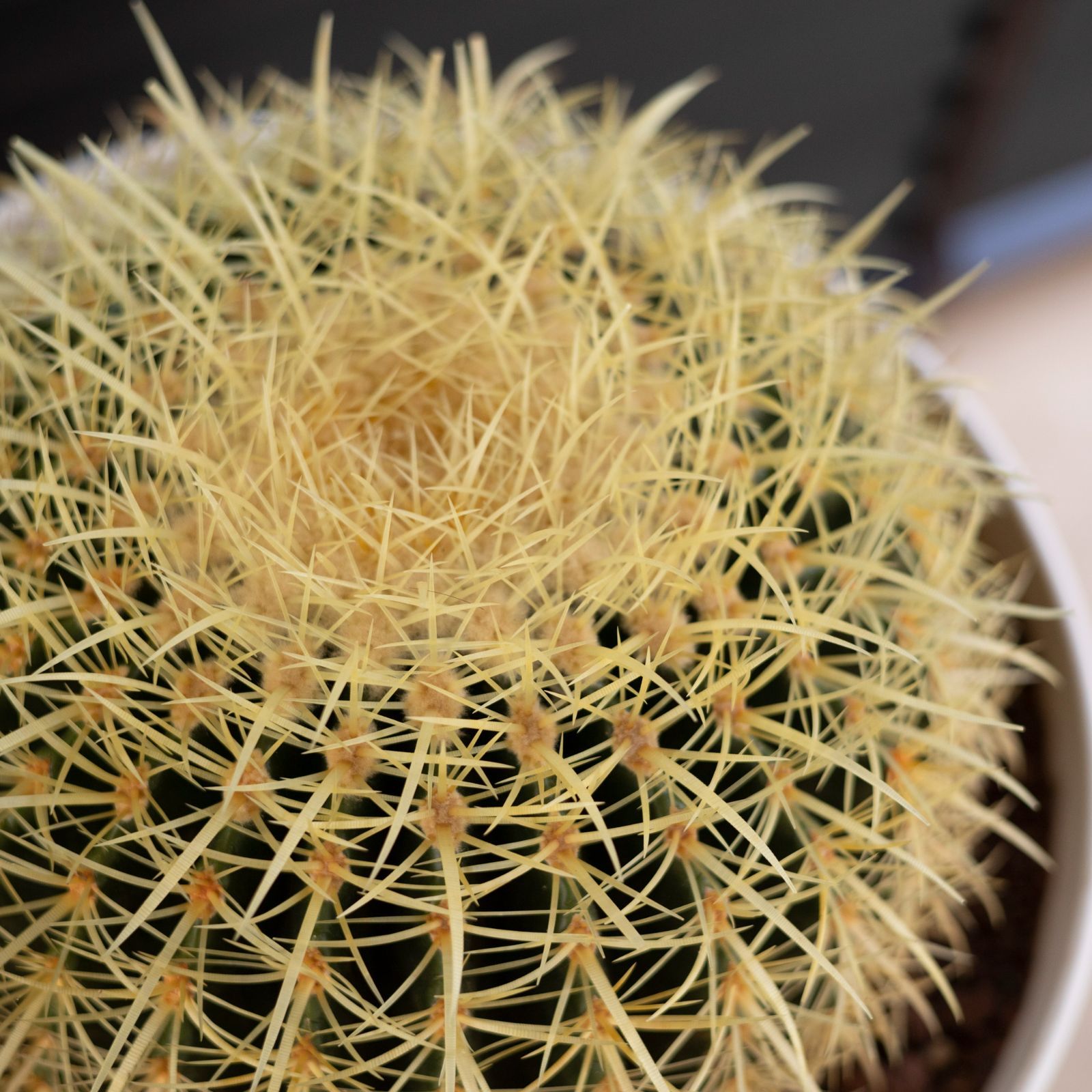 発根済】36cm 金鯱 サボテン 特大 12号 多肉植物 ドライガーデン