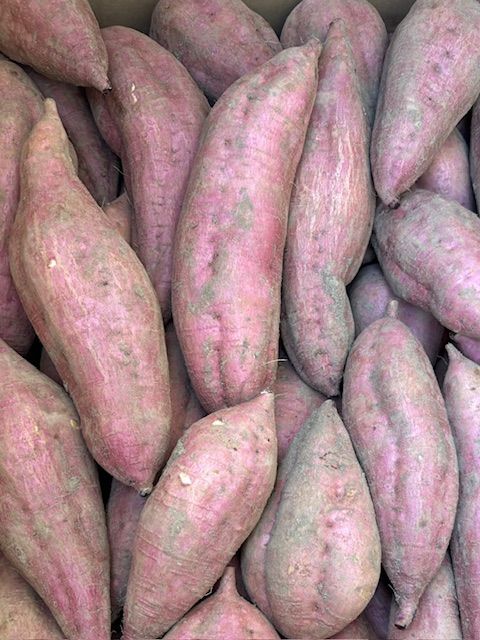 安納芋紅訳アリ品（SMLサイズ混合） 20キロ 種子島産完熟！安納芋