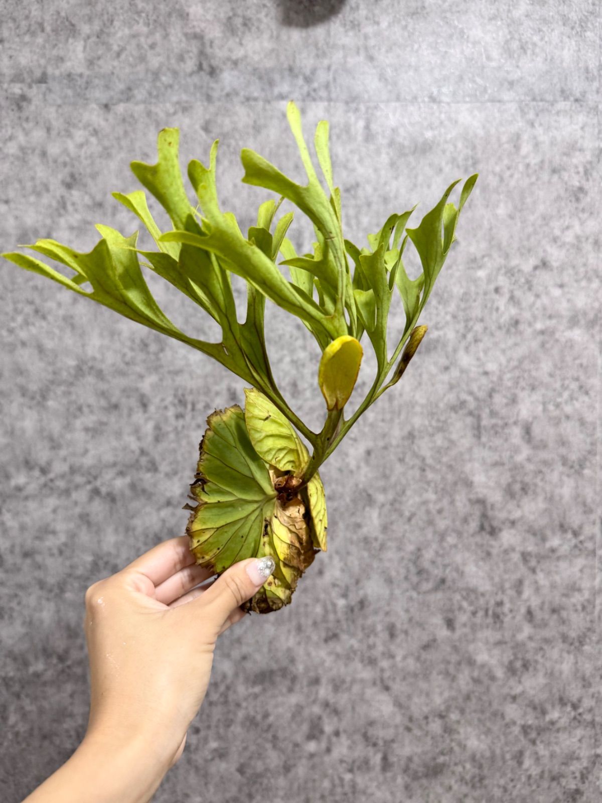 リドレイ コルク付 輸入株 2024/4/9 撮影】大株リドレイワイルド