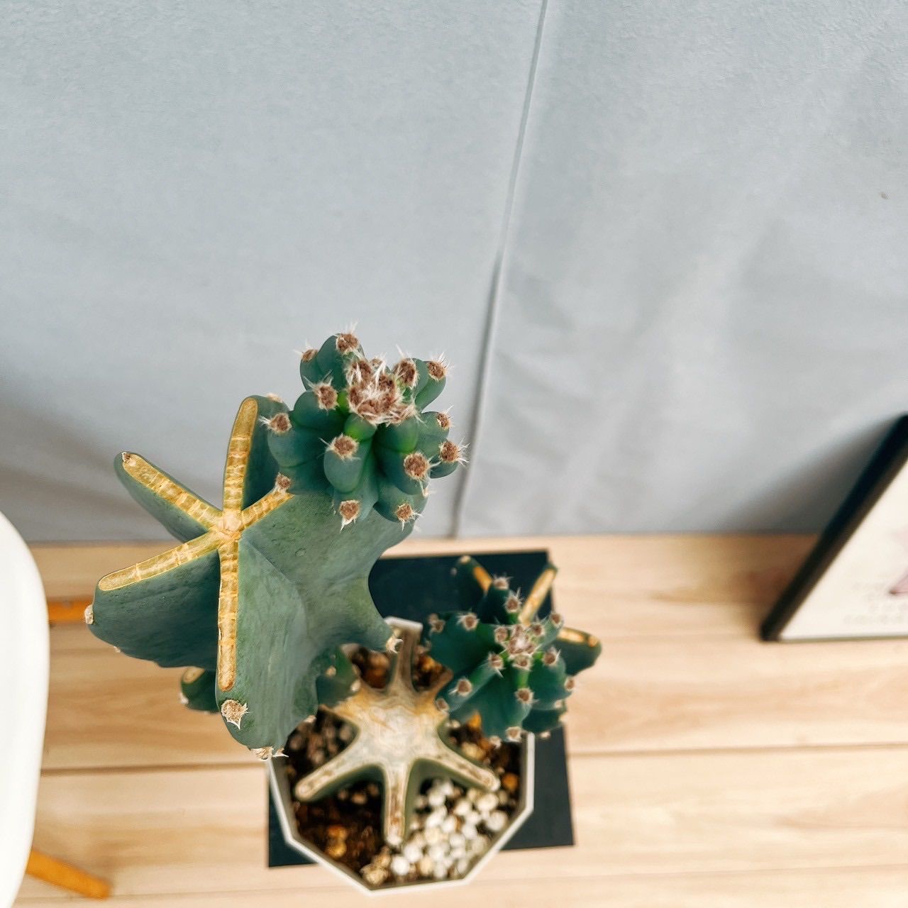 現品］♡かわいい♡ 86番 柱サボテン 鬼面角 ブランチ 5号 観葉