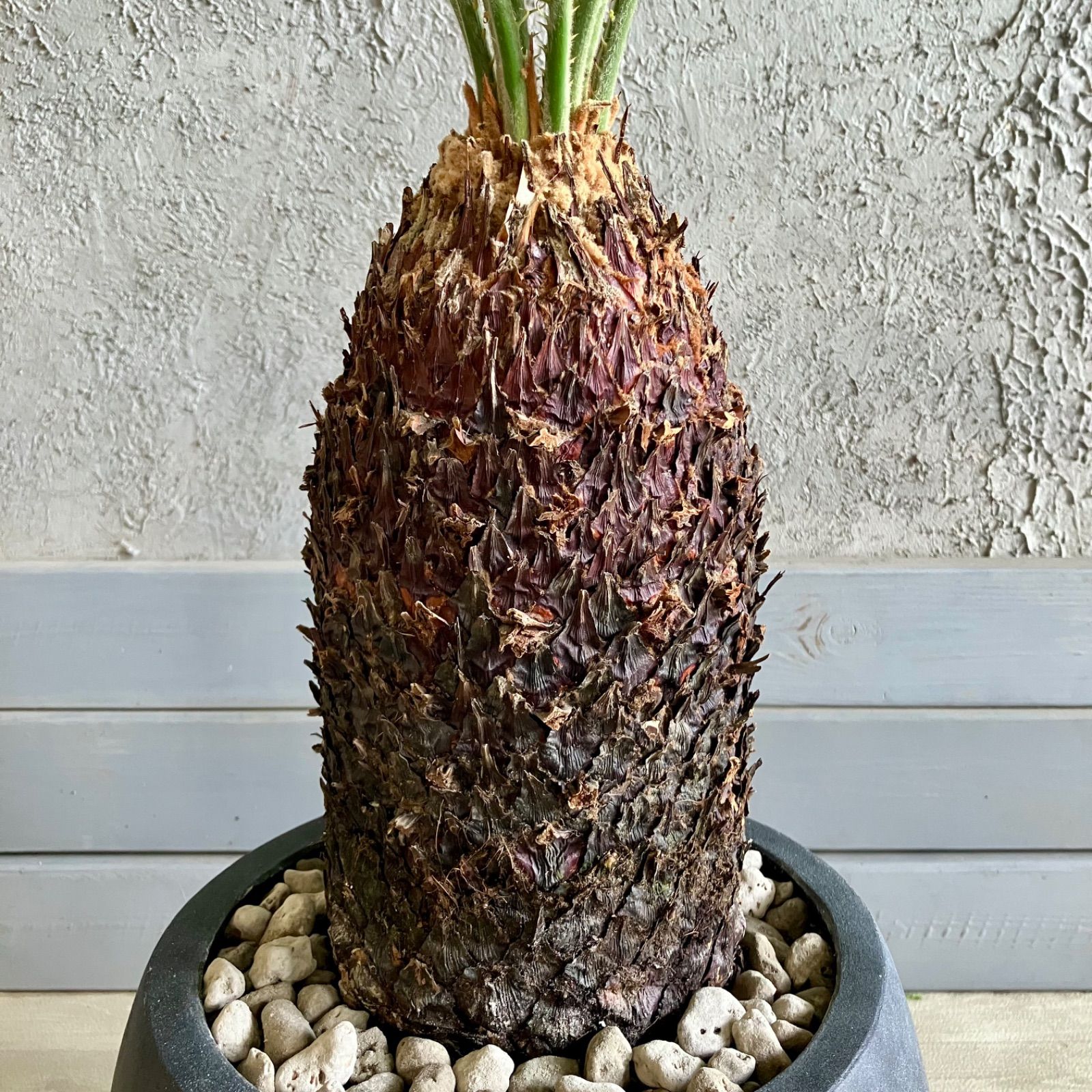 ソテツ 蘇轍 8号 テラコッタ鉢植え アンティーク風 受け皿付き ソテツ