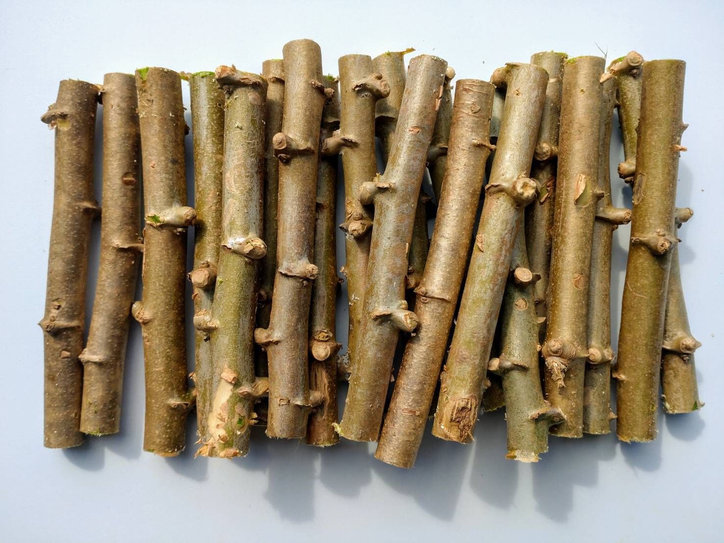 ☆キャッサバ挿木用苗木(穂木)150本入り☆(黄色系スイート種)・沖縄県 