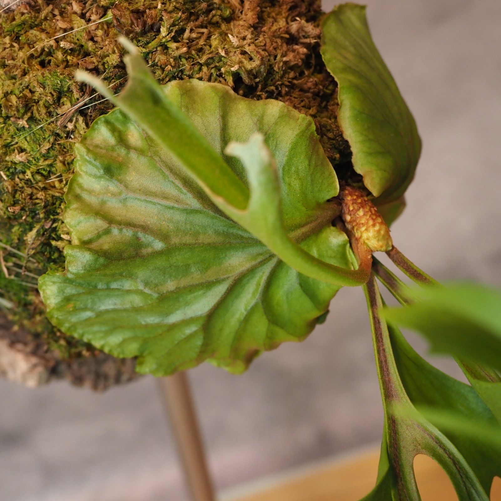 リドレイ　コルク付　輸入株 ビカクシダ リドレイ | コルク付き - 観葉植物・多肉植物の販売