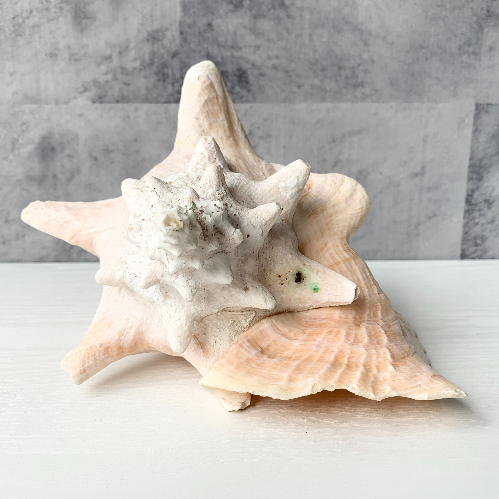 貝殻置物 貝 ほら貝？ 海辺 海 巻貝 インテリア リビング 玄関