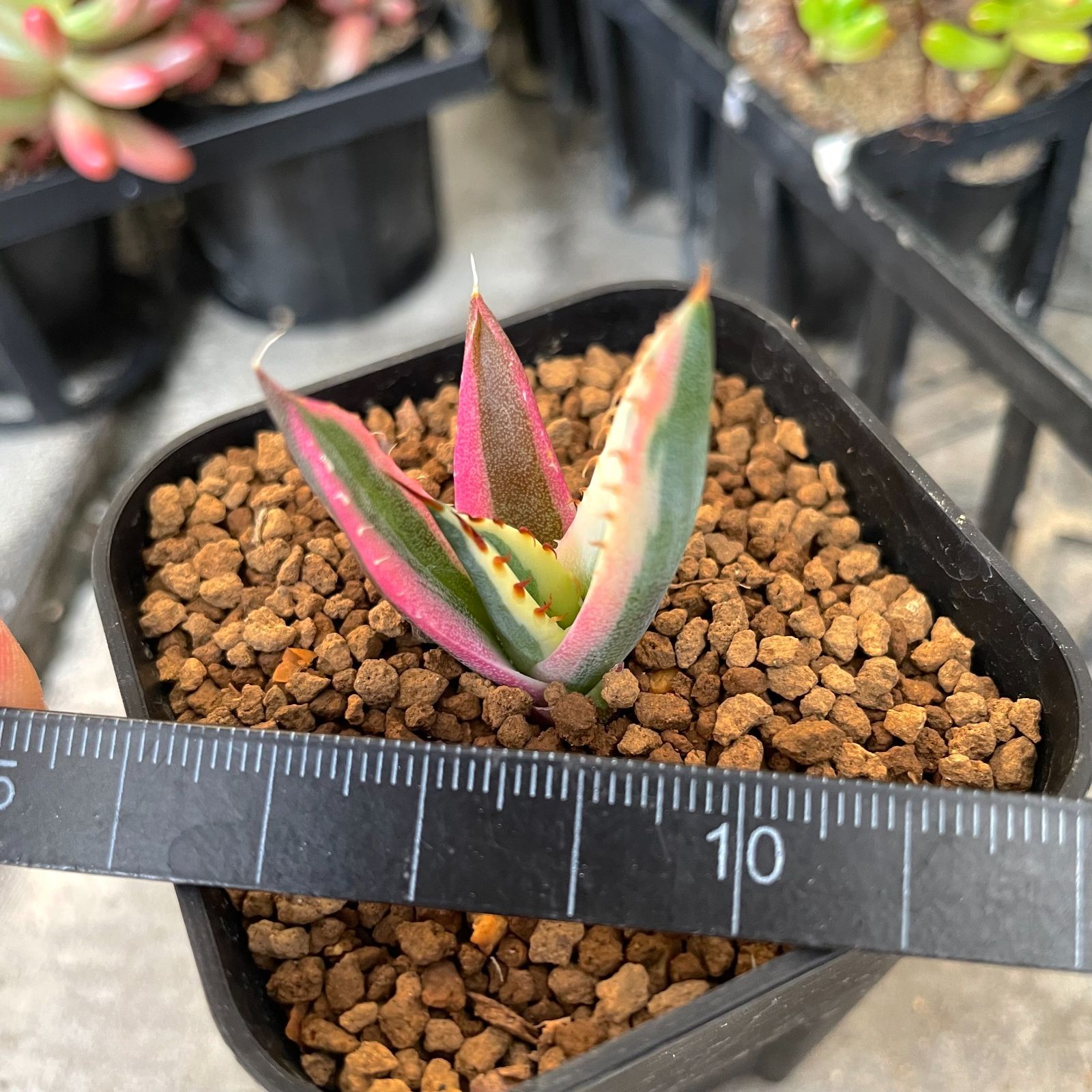 スナグルトゥース】ピンク アガベ チタノタ レア種 SUMMER セール