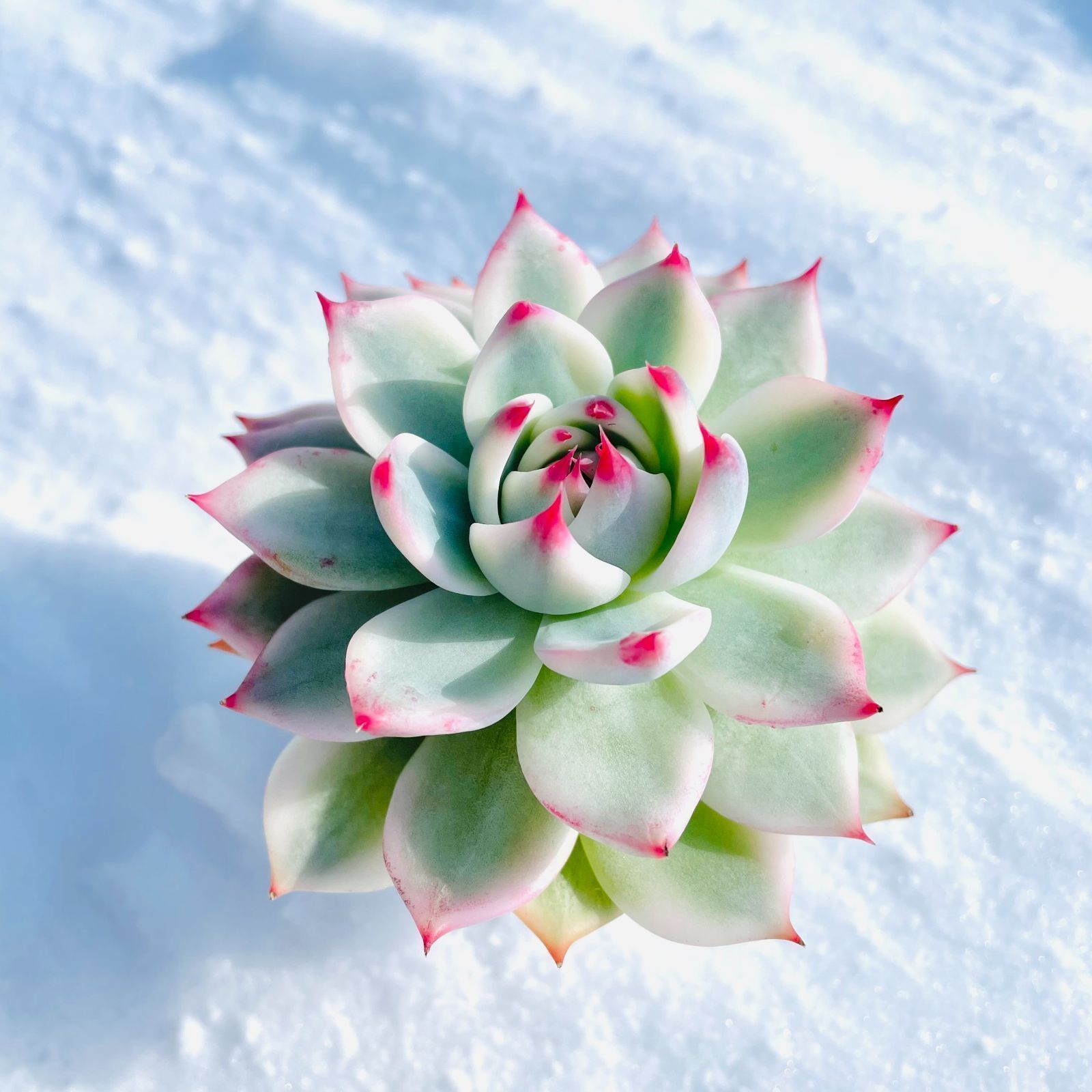 多肉植物 チワワエンシス錦 エケベリア メルカリ便