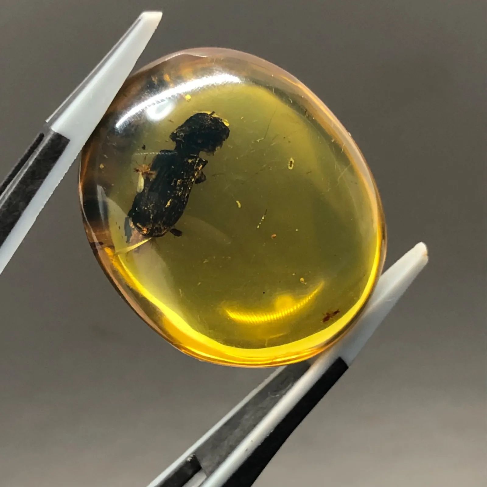 虫入り琥珀（27） 化石 ミャンマー カムティかタナイ産 9900万年前