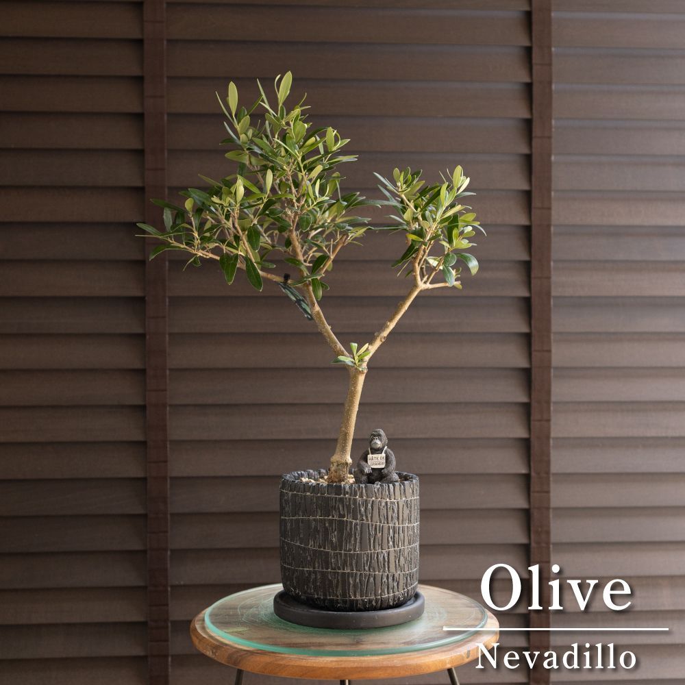 創樹 Olive オリーブの木 4.5号 盆栽 SOUJU Nevadillo blanco ネバディロブランコ オリーブ 陶器鉢 1011NV