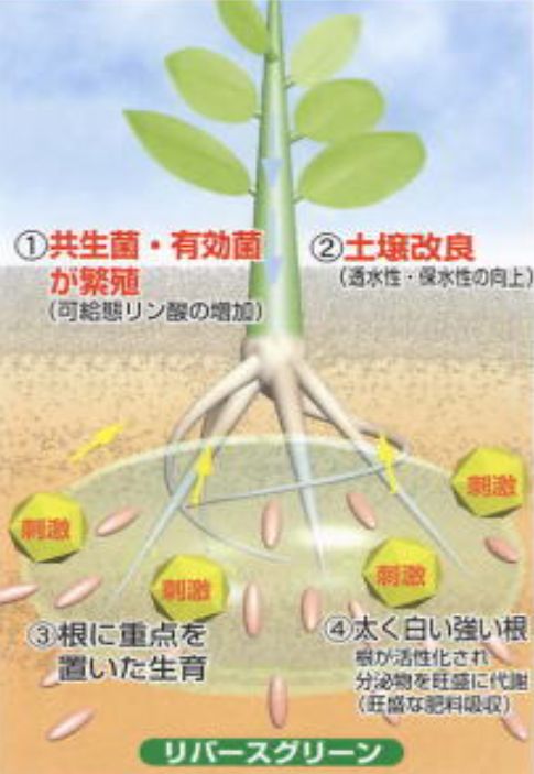 【特売バーゲン】 石井盆栽 盆栽Qさんに紹介されました リバースグリーン 活力剤 ペレットタイプ10㎏ 11ヶ月使用