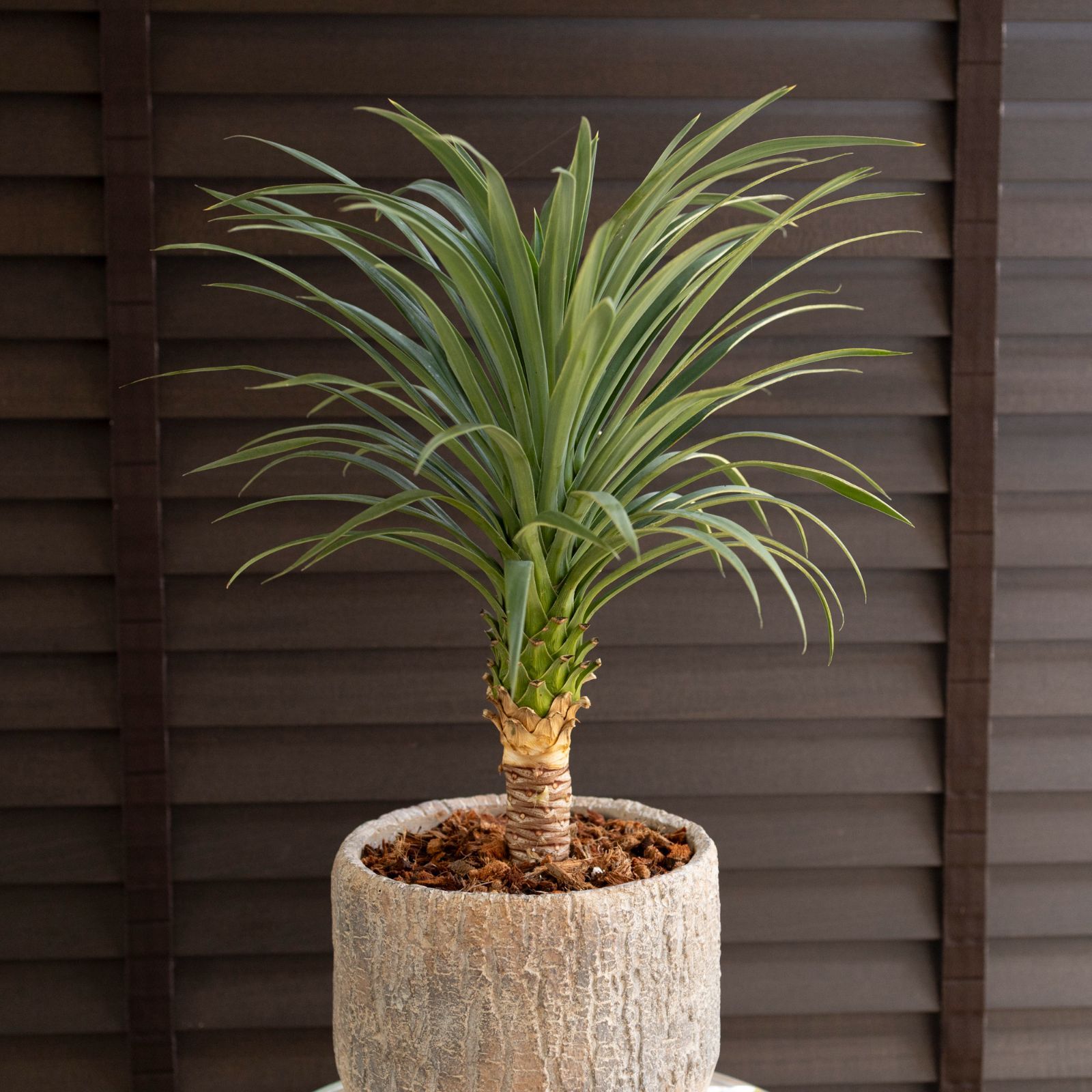 ユッカ マルデヌベスロストラータ 発根済み 発根管理中のユッカ