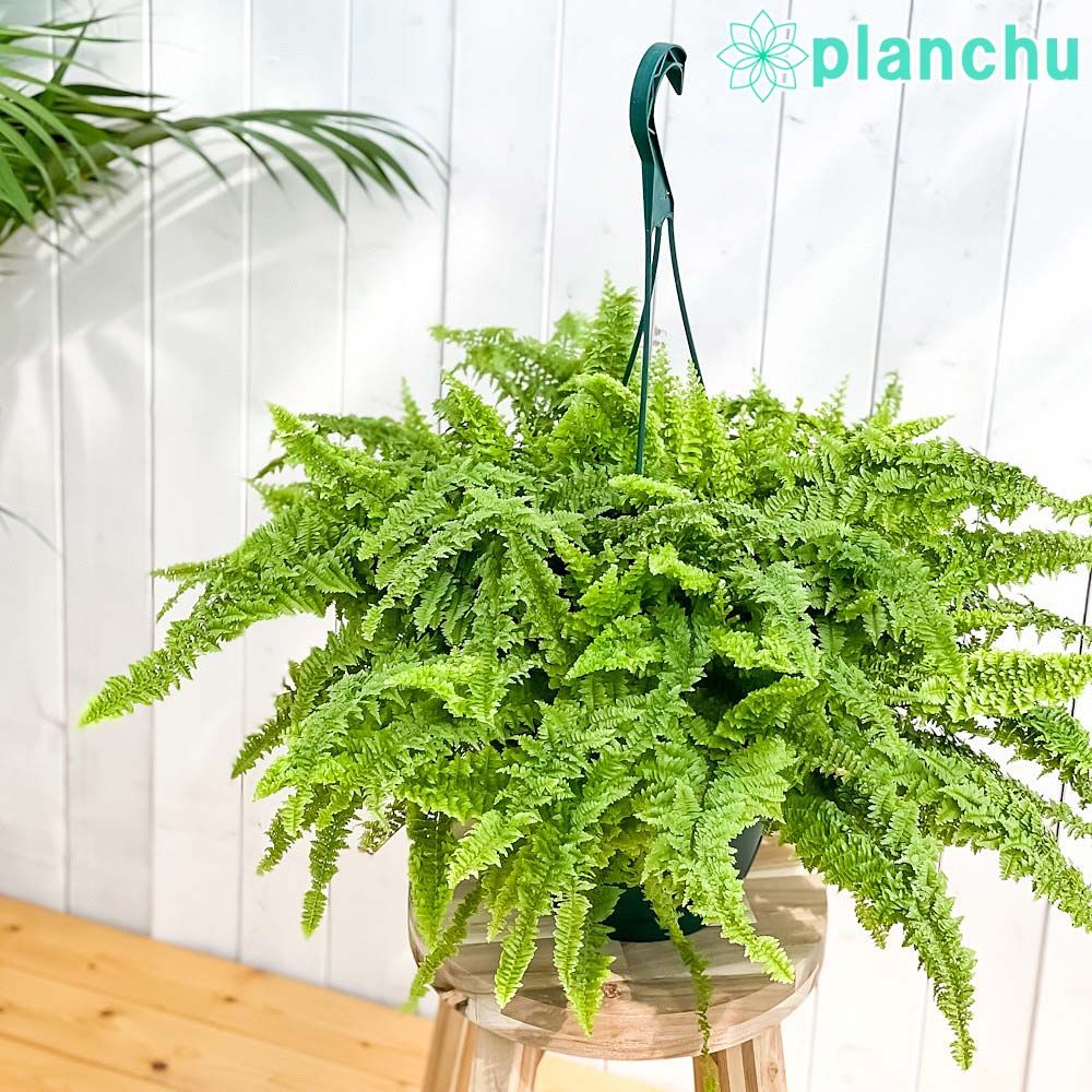 ♂スーパーバリダ ユーフォルビア 実生株 雄 美株】ユーフォルビア