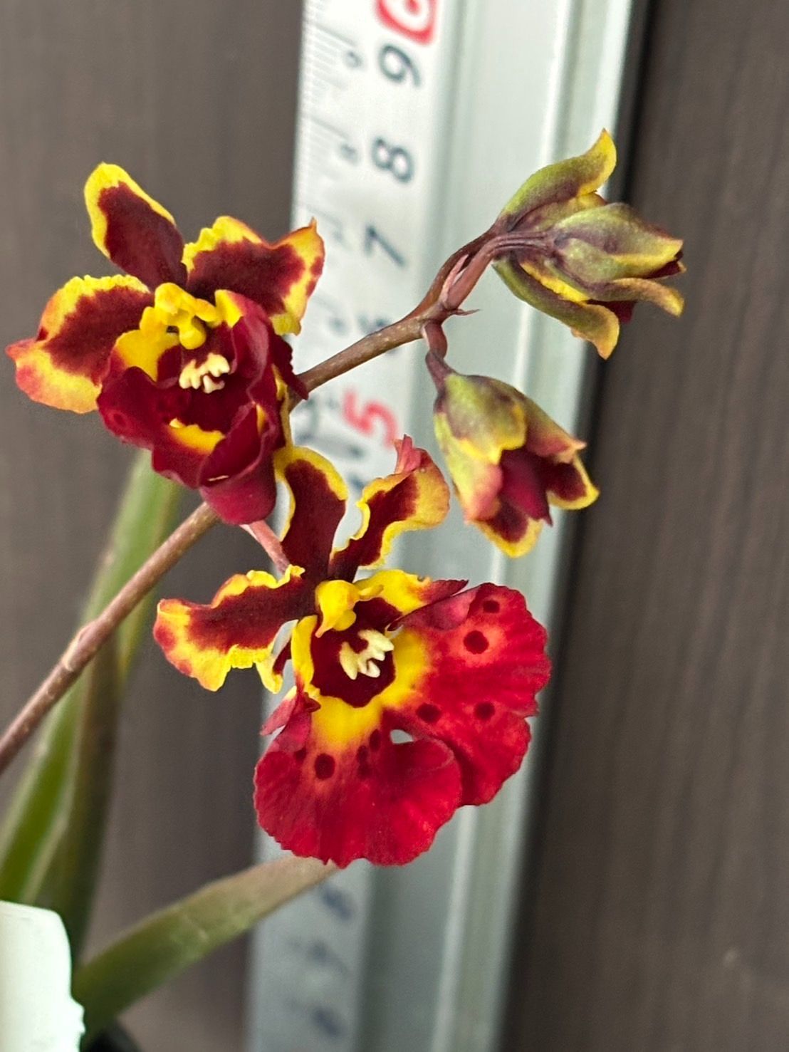 洋蘭 Tolumnia Jairak Rainbow 'Hybrids' 開花 SOH-200