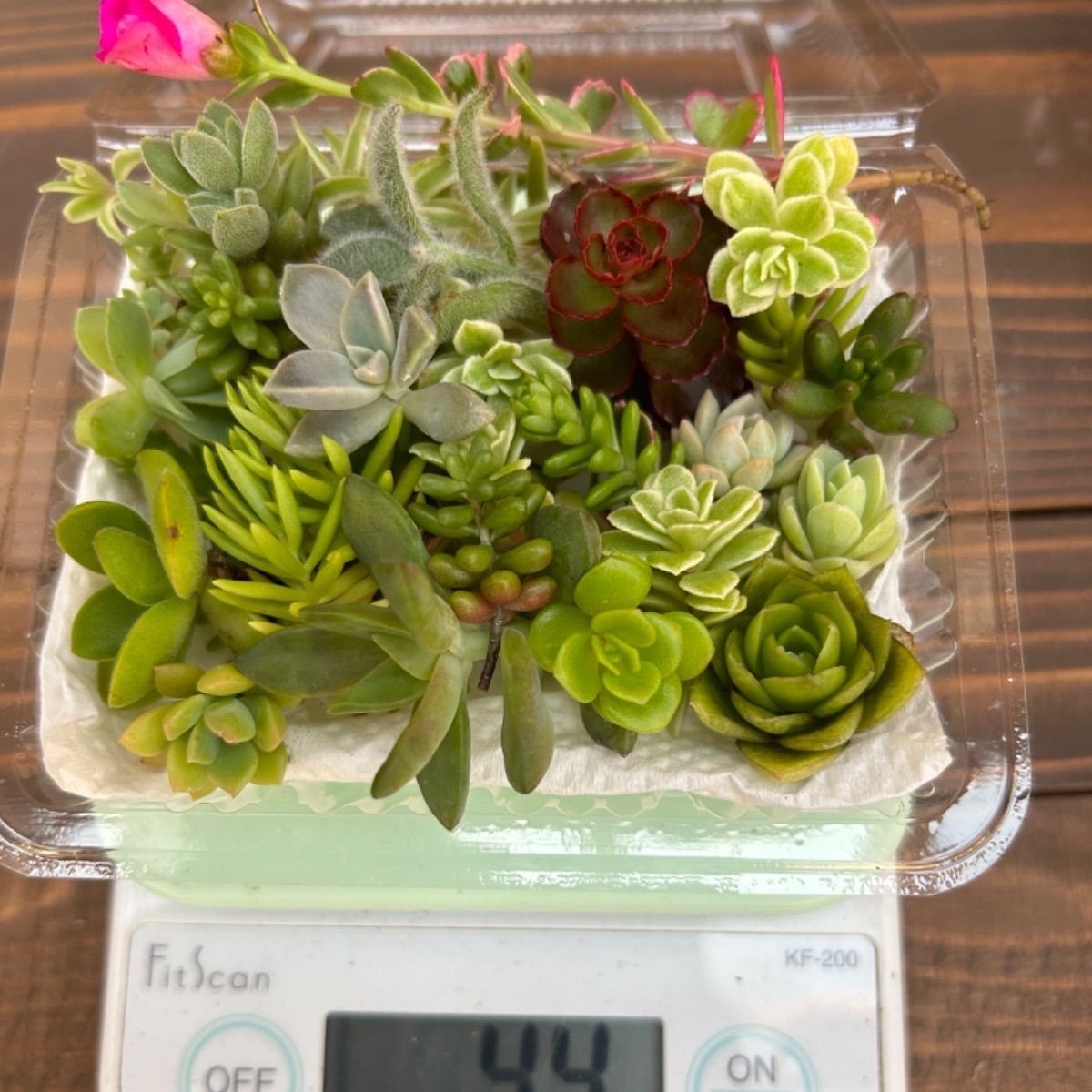 多肉植物 カット苗 お任せセダム達♡寄せ植えに - メルカリ