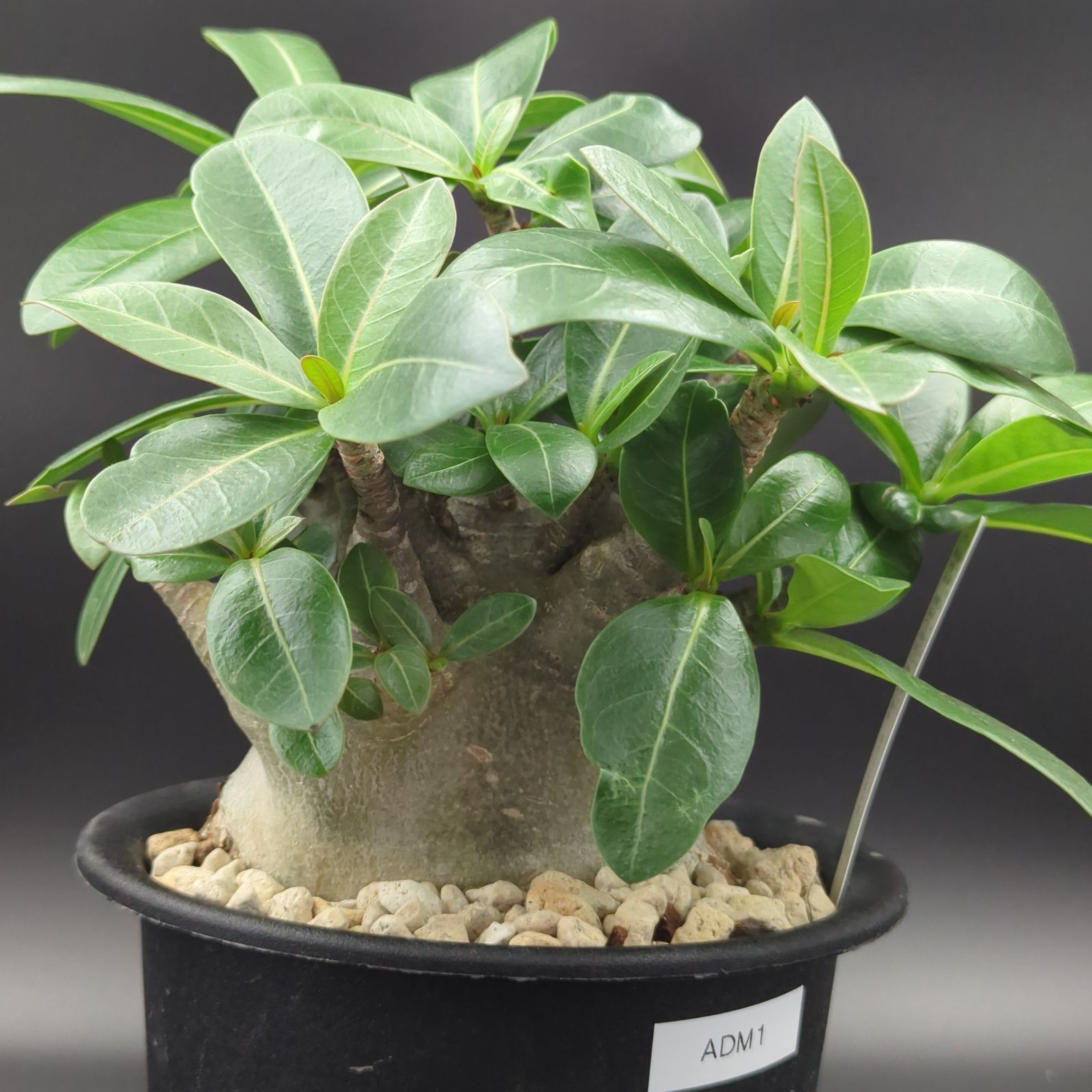 5号サイズ【塊根植物】アデニウム アラビカム モンスター 鉢ごと