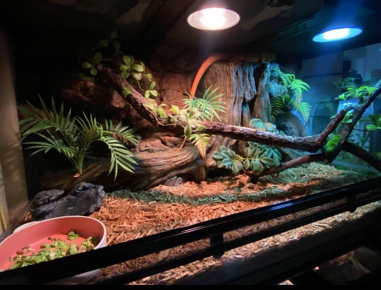 爬虫類両生類飼育ケージ、組み立て式 ガラス飼育ケージ60x30x30cm 引