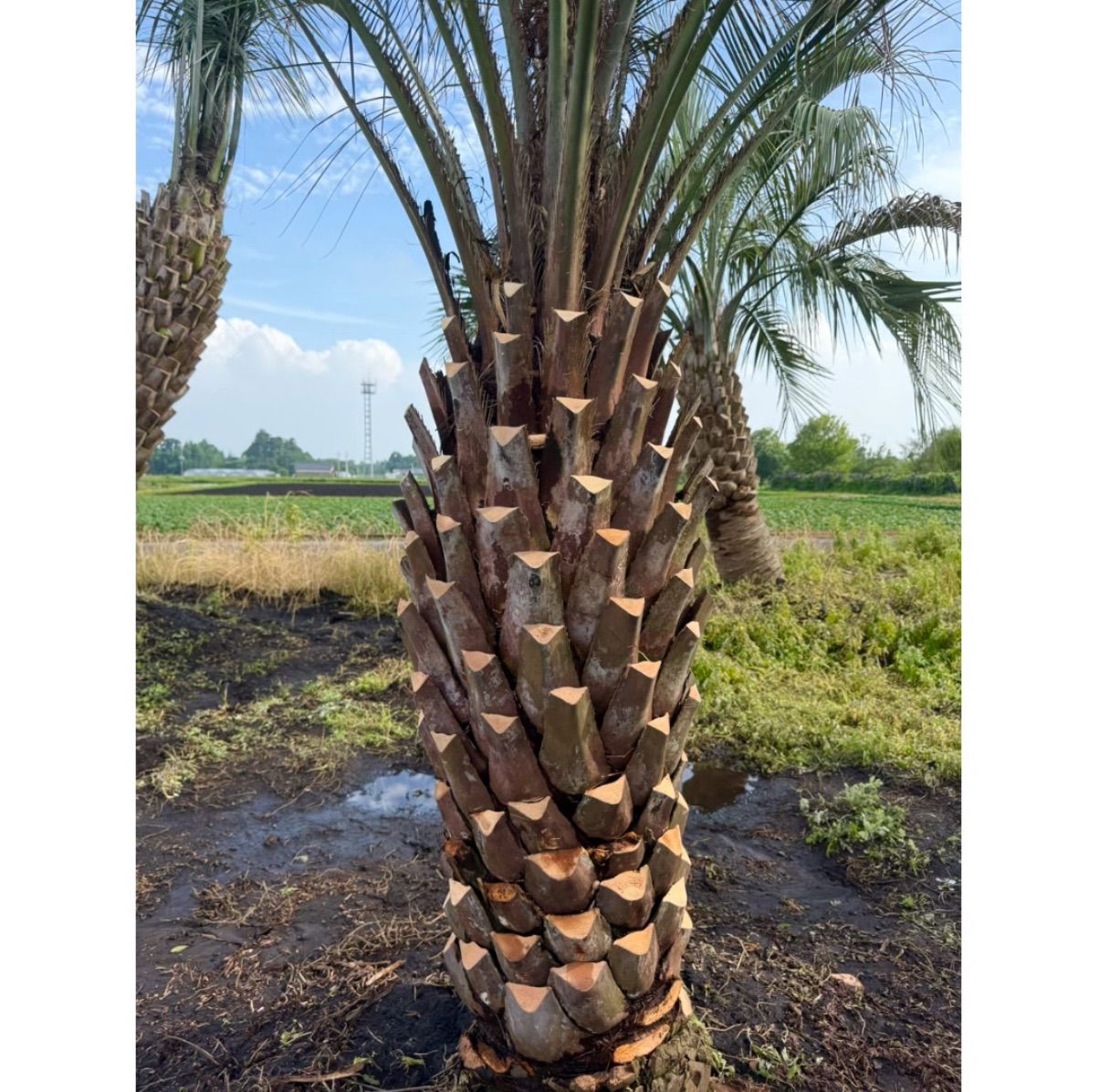 限定株】ココスヤシ🌴 幹周り160cm／葉張り3.5mクラス✨ 南国ガーデン