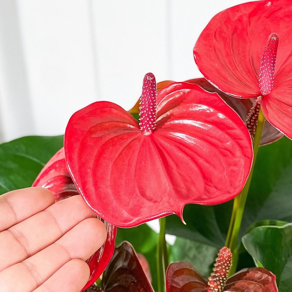 PLANCHU 観葉植物 アンスリウム リトマ 6号鉢 受け皿付き 育て方説明書付き Anthurium 'Ritma' アンスリューム 鉢花  珍しいオールレッド メルカリ