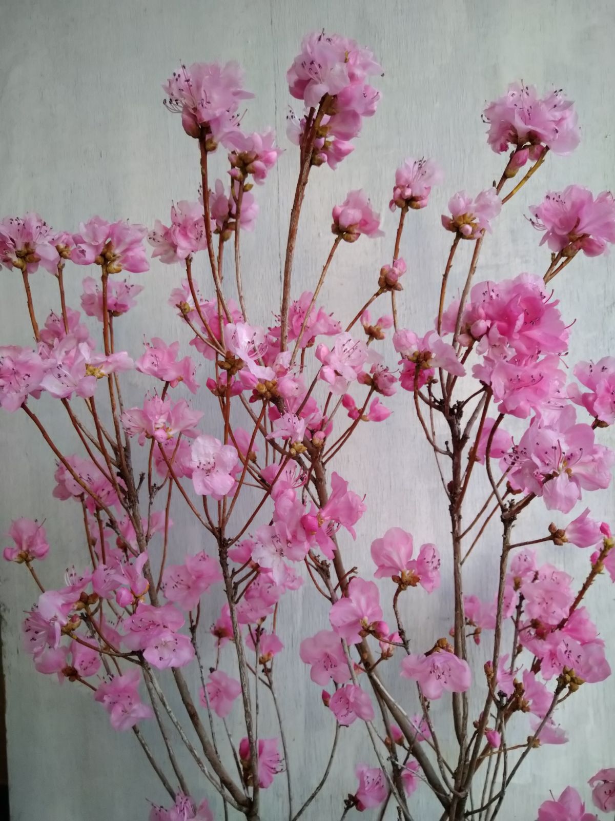 厳選桜ゲンカイツツジ株立ち