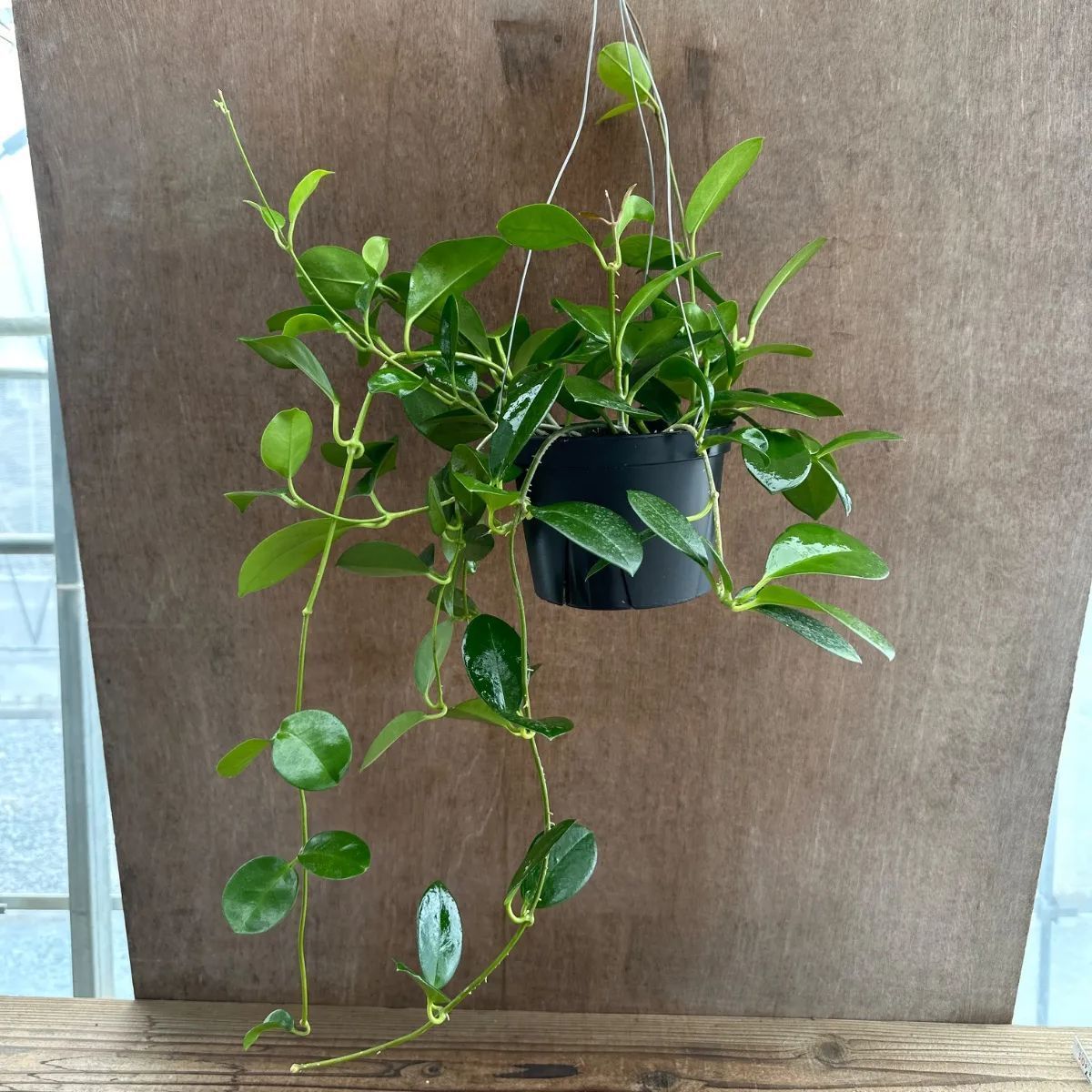 珍種　レア　ホヤ　Hoya Lyi Noid サクララン 珍種 レア ホヤ Hoya Lyi Noid サクララン