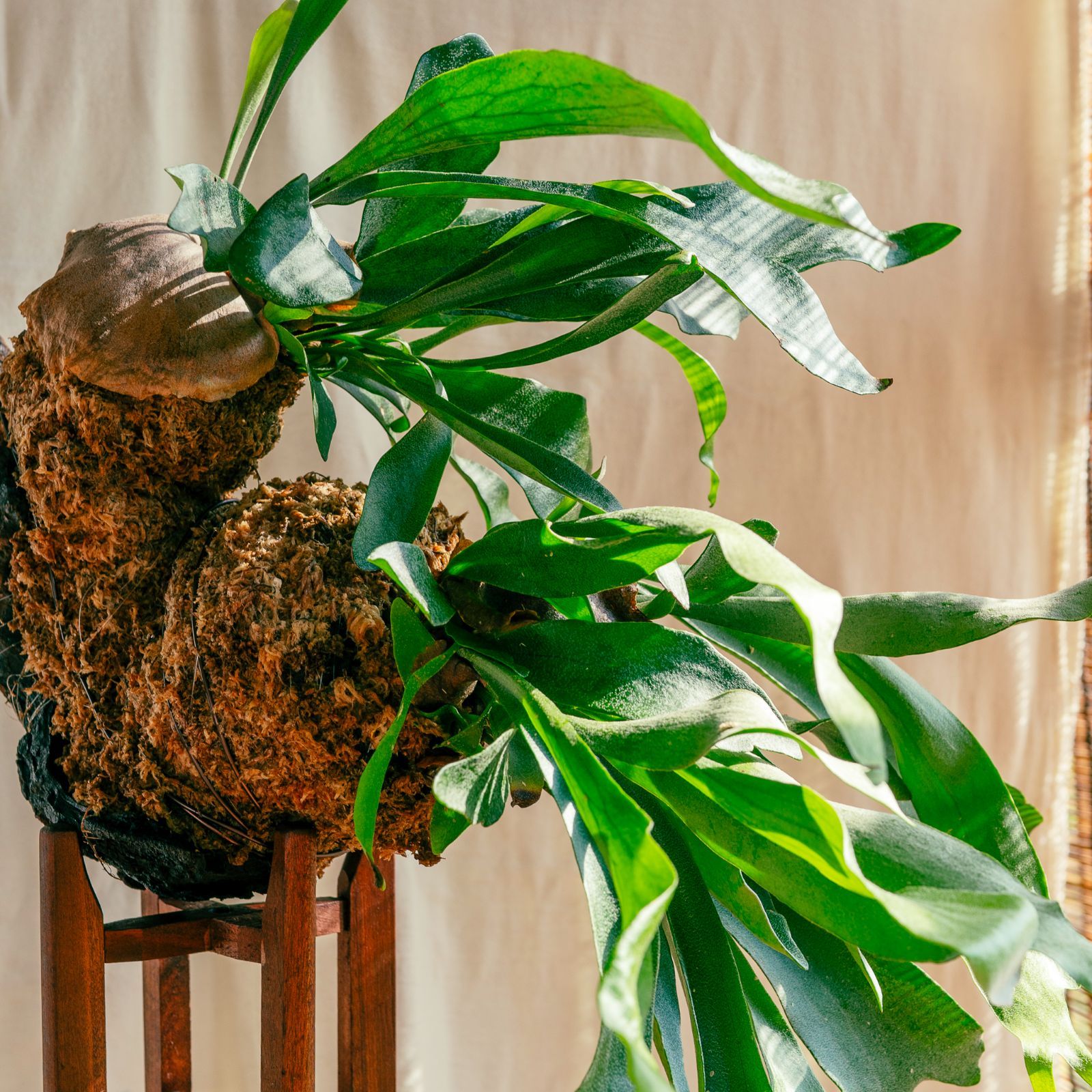 植木 鉢