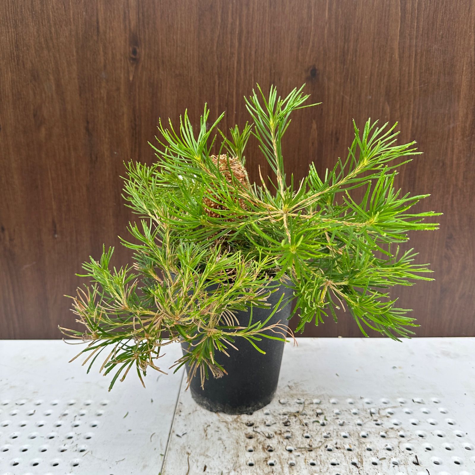 サボテン 金鯱 エキノカクタス 12号 逸品 特大 観葉植物 ロックガーデン サボテン：エキノカクタス 金鯱錦*幅12cm 現品！一品限り : 遊恵