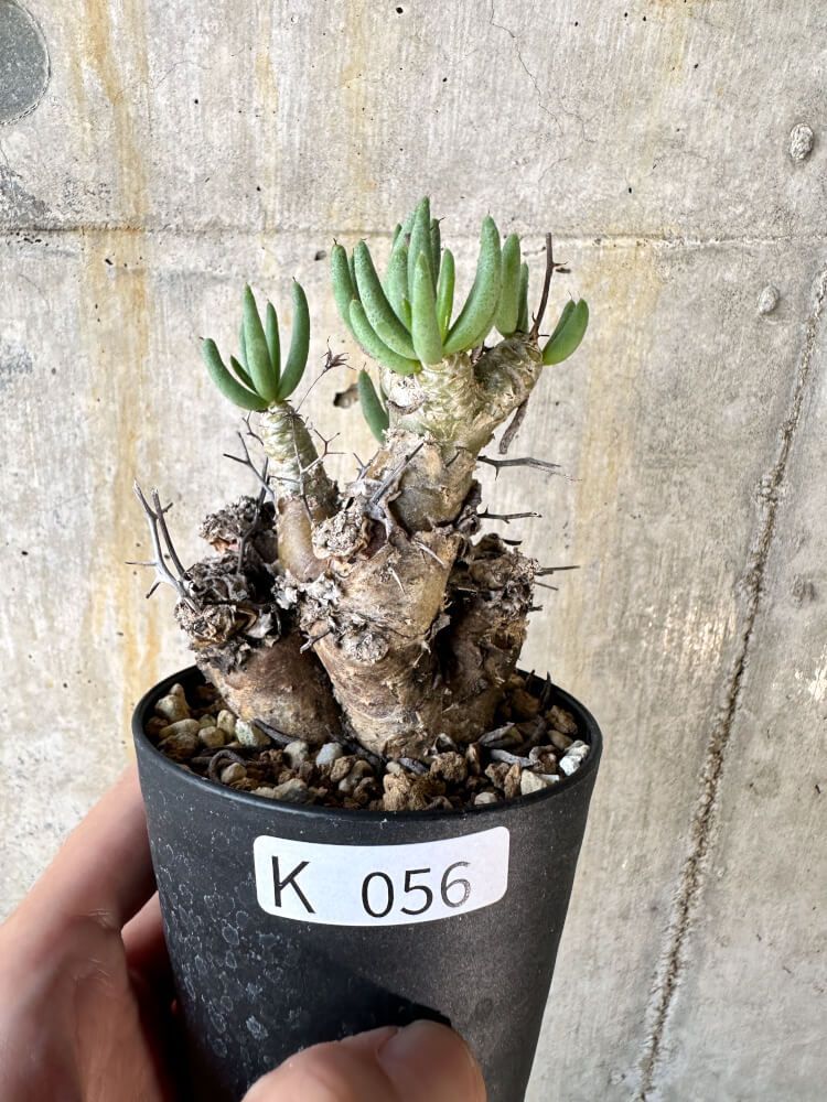 観葉植物）チレコドン レティキュラータス 万物想 実生（1鉢