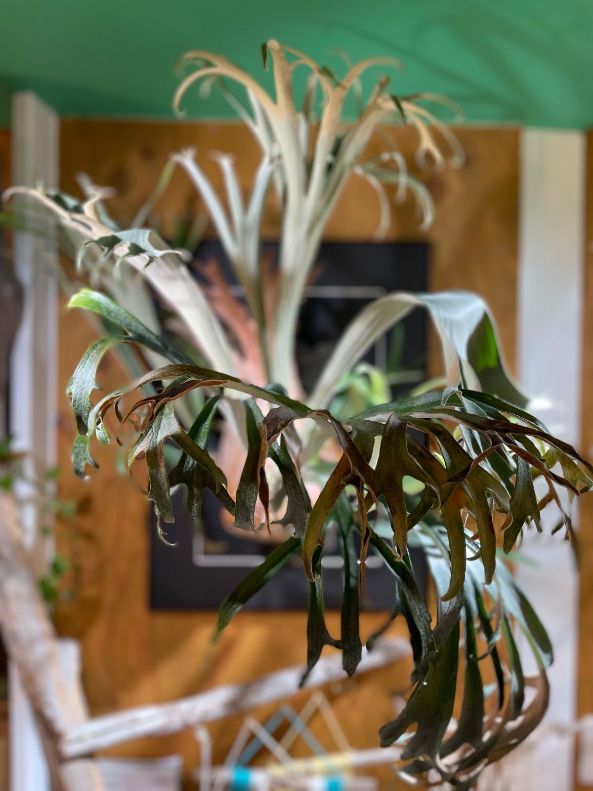 送料無料 親株 ライディーン rydeen ビカクシダ oc 子株付き 送料無料 親株 ライディーン rydeen ビカクシダ oc 子株付き