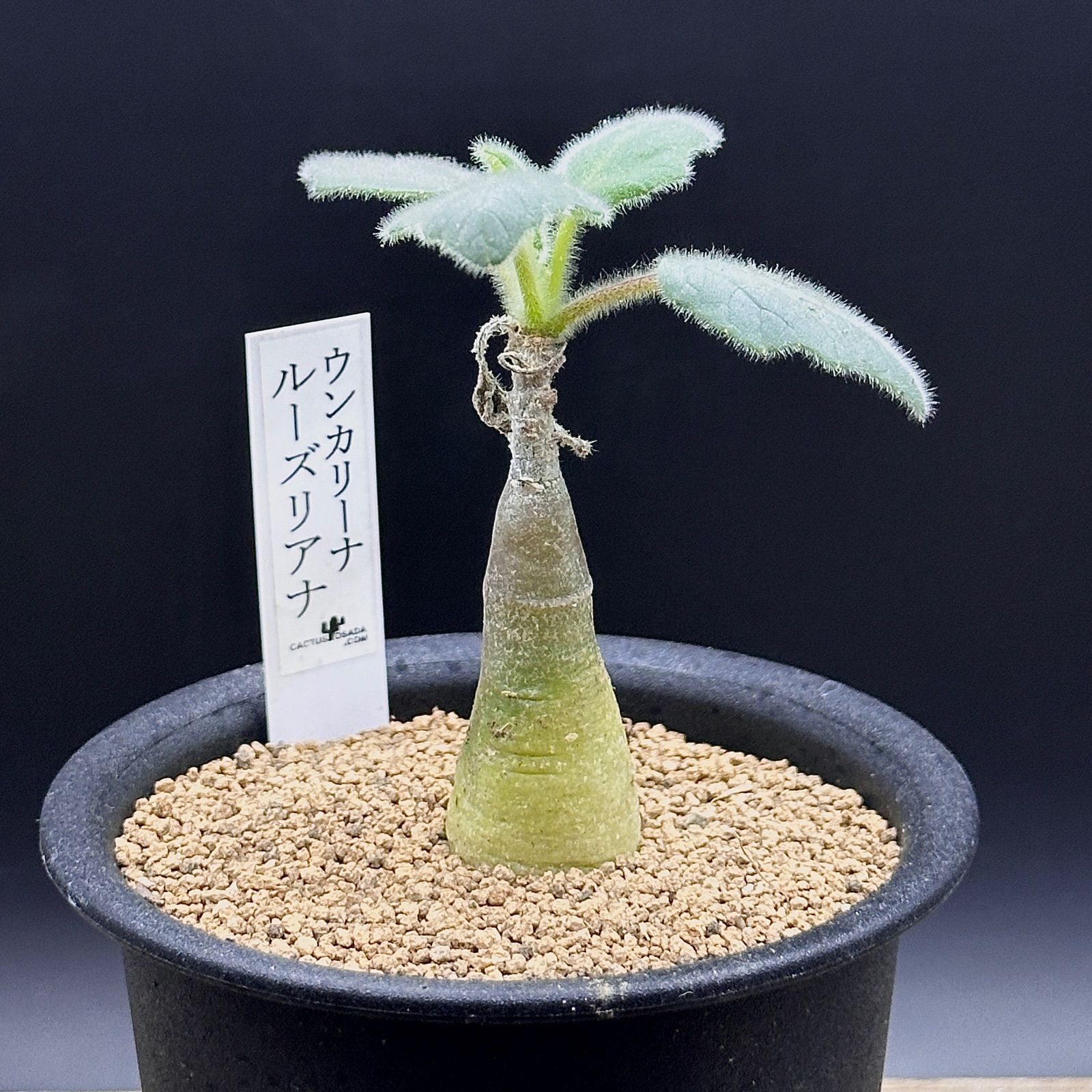 美株】ウンカリーナ ルーズリアナ シャンプーの木 実生 塊根植物 多肉