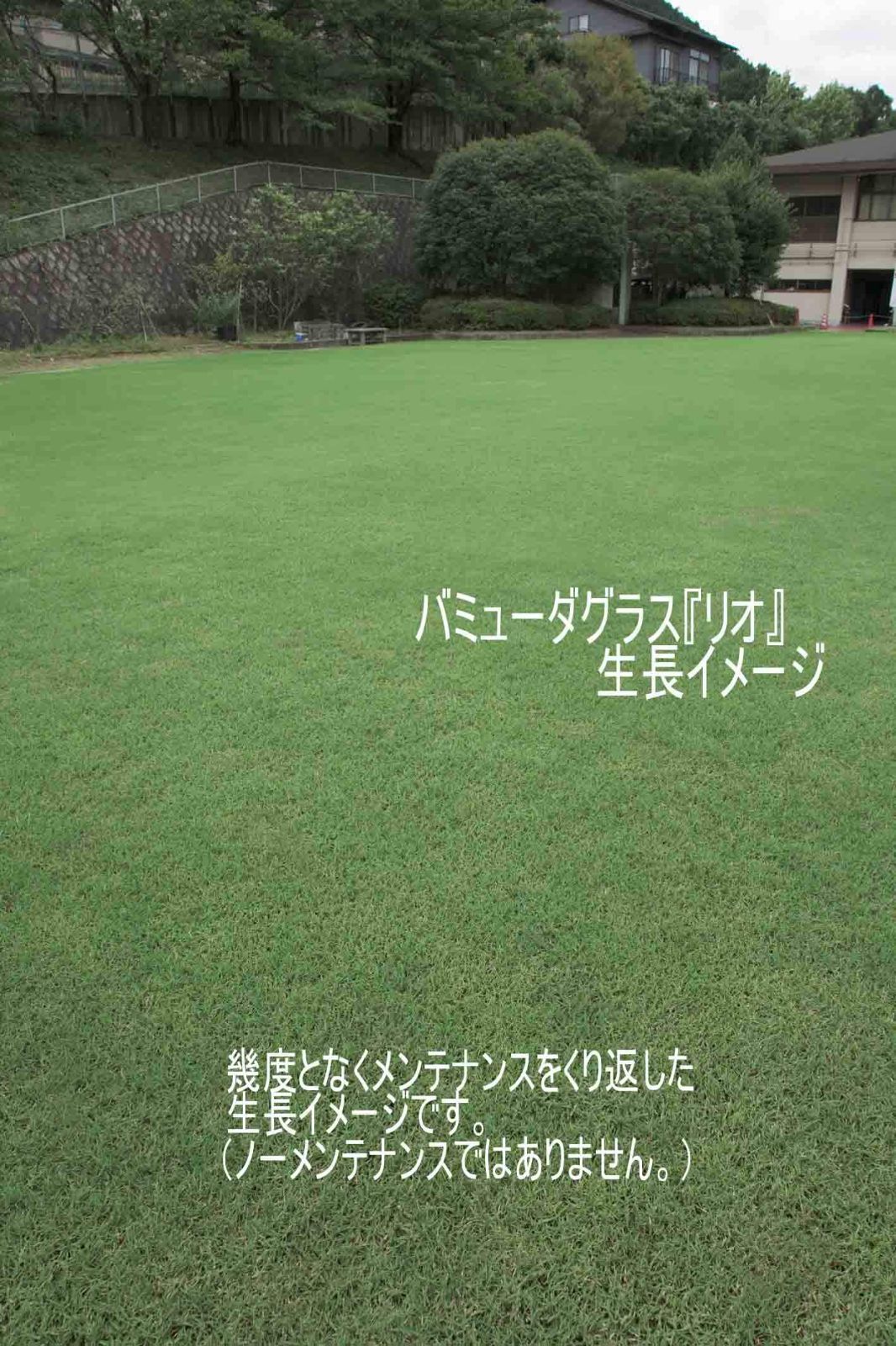リオ