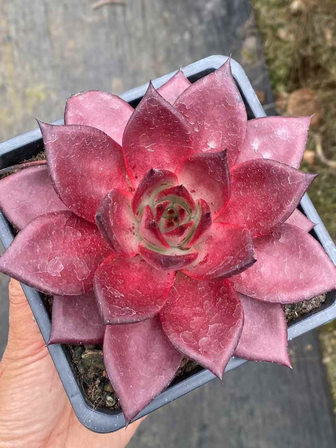 QS1050×30 ロビン 抜き苗 多肉植物 アエオニウム エケベリア 韓国苗