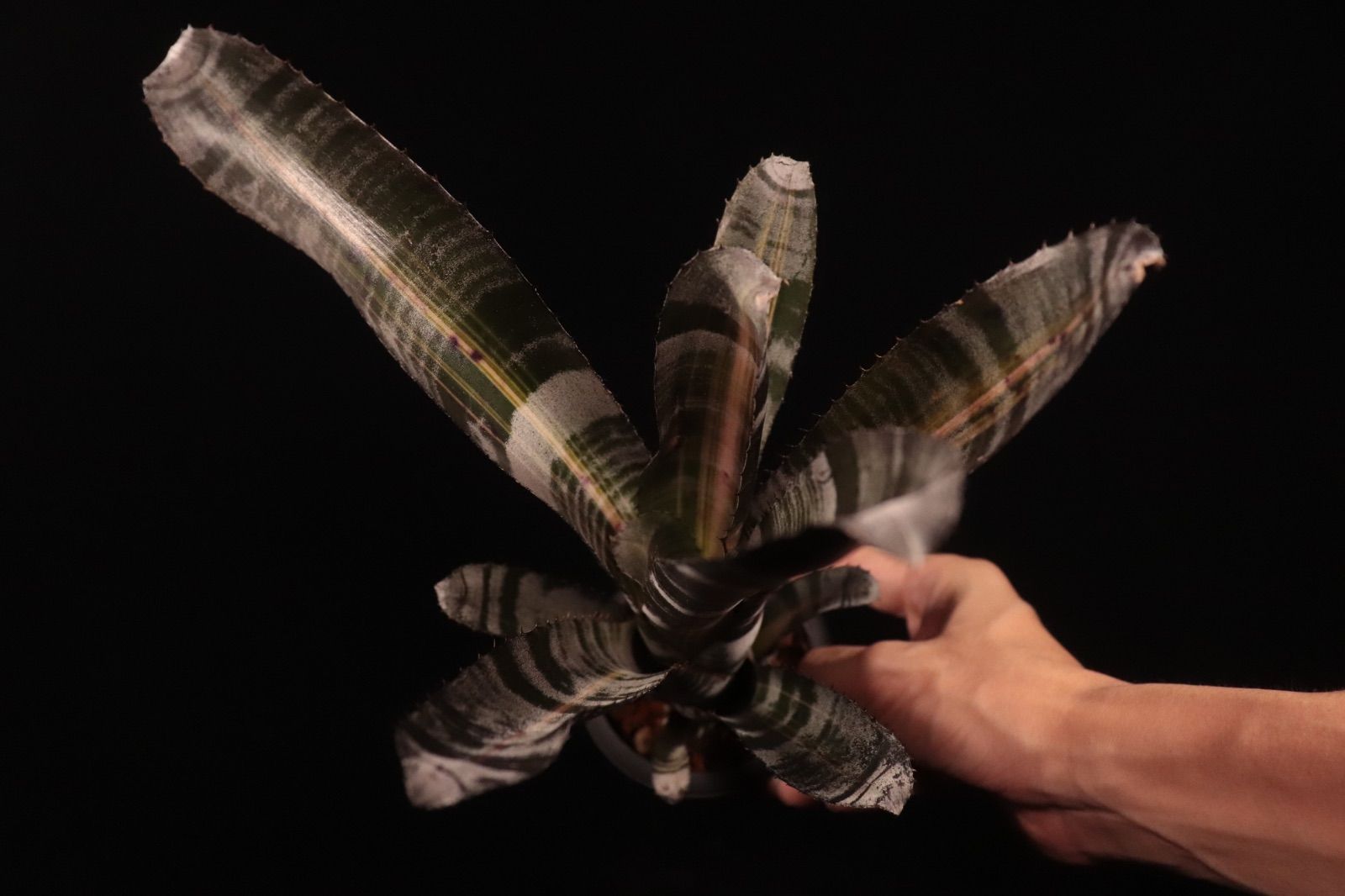 送料無料】Aechmea 'Roberto Menescal'〔エクメア〕現品発送A184