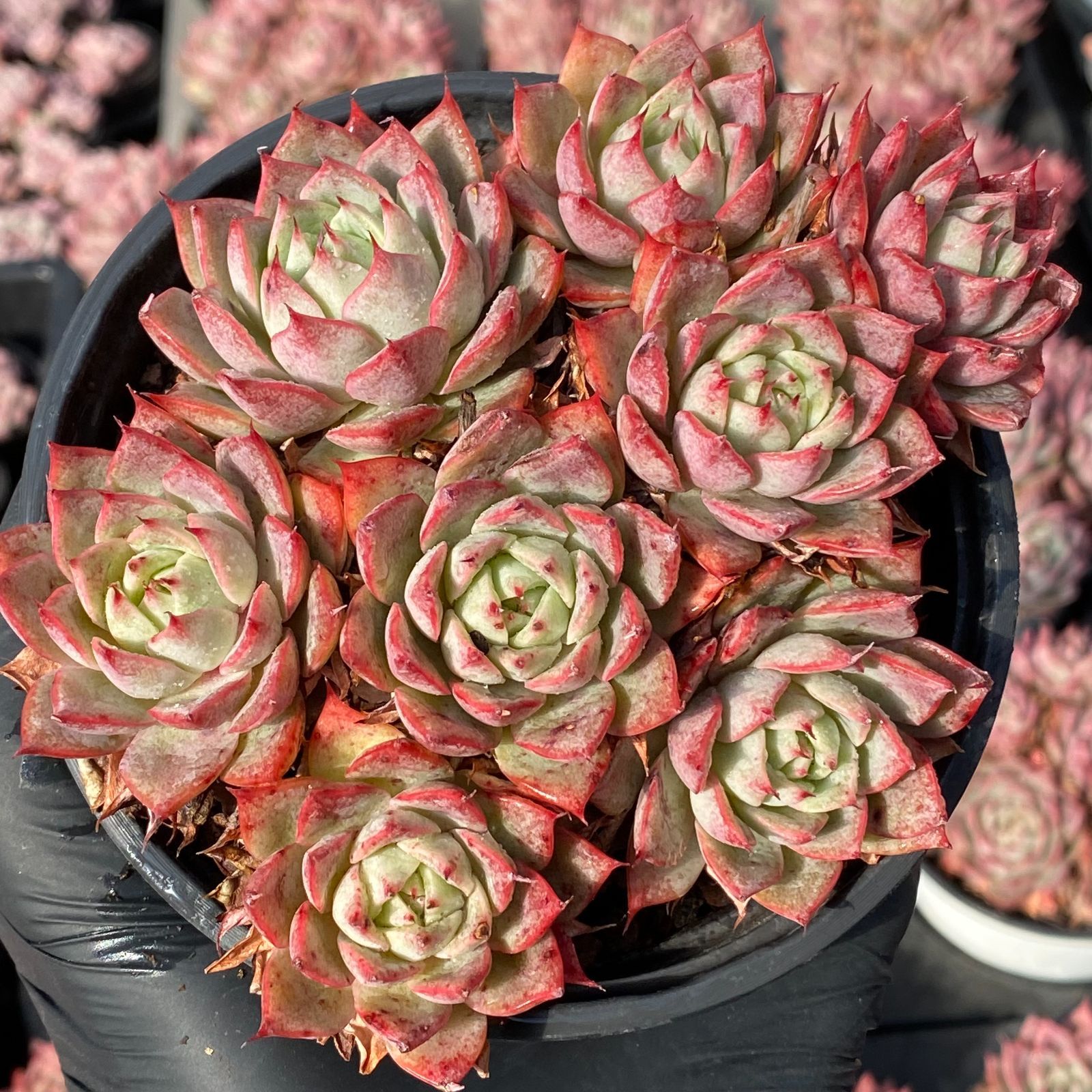 多肉植物】エケベリアエレガンスカット苗写真全て❤️かなり