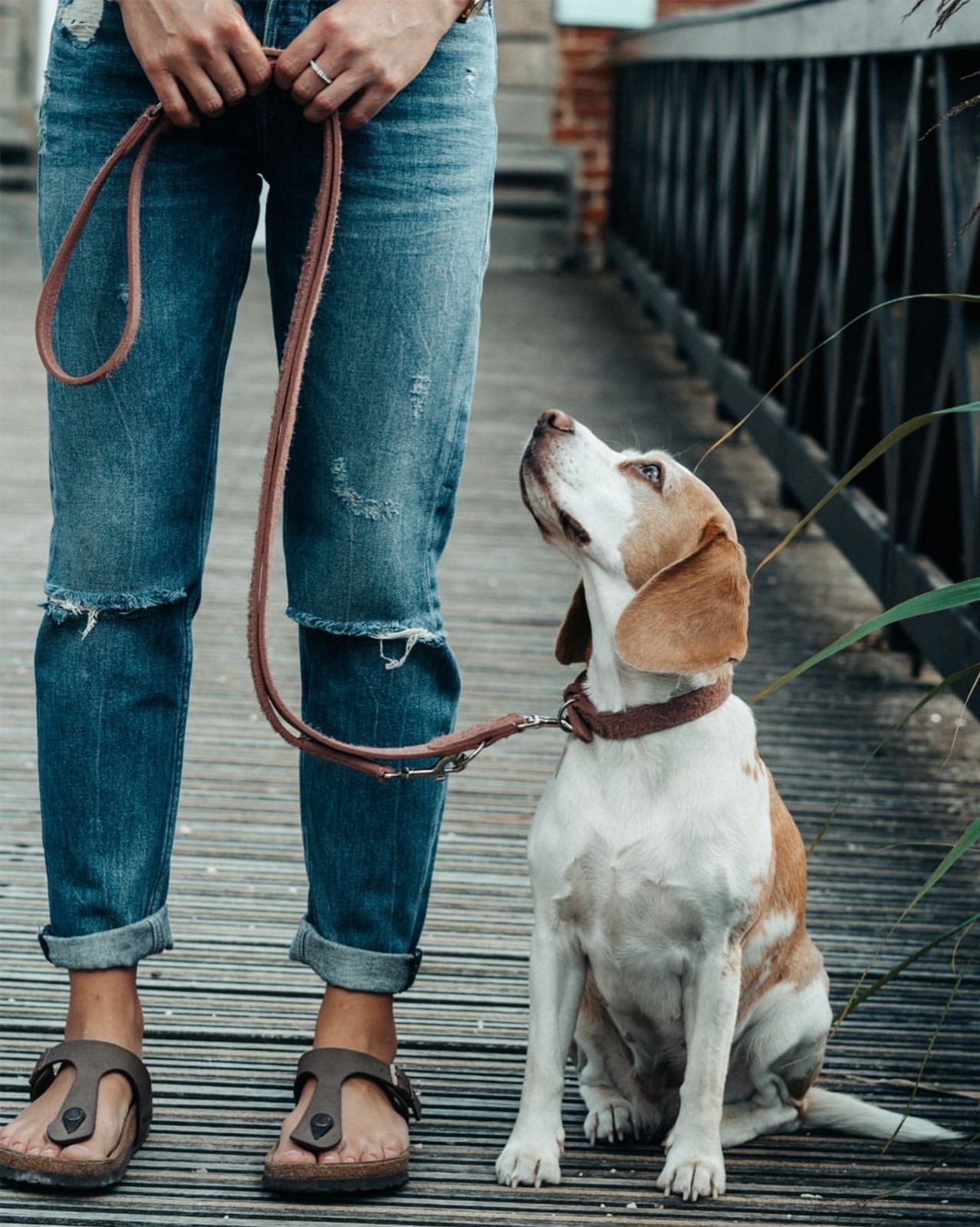 ♥｜Cloud7｜Dog Leash Hofgarten Mocca Melange S ｜リード レザー 犬 小型犬 中型犬 海外直輸入 MADE IN ITALLY ペットグッズ STEELWINDOWSANDDOORS_COM