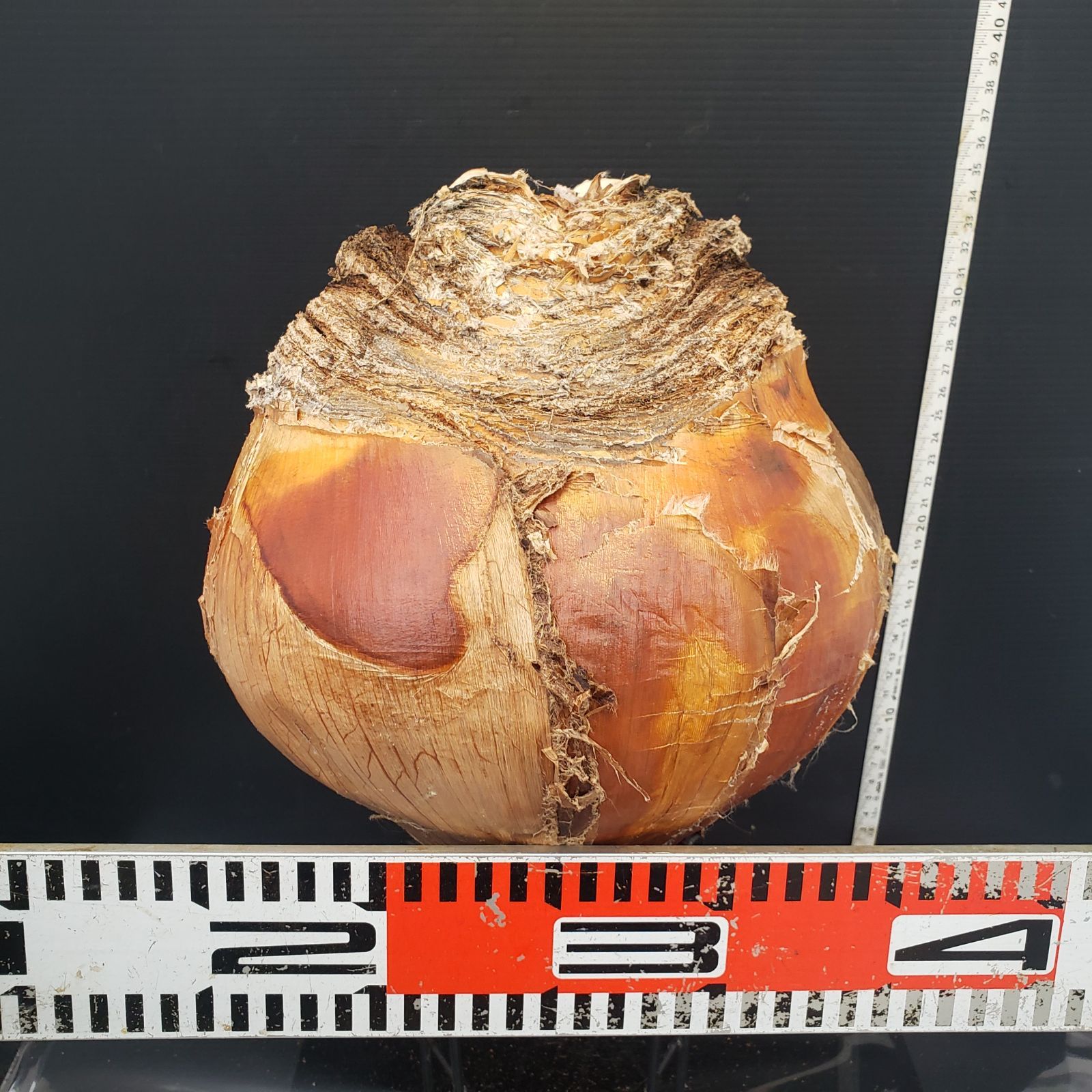 Z420 最新到着 Boophane ハエマンソイデス ML 現地球 抜き苗 球根植物 ブーファン ハエマンソイデス