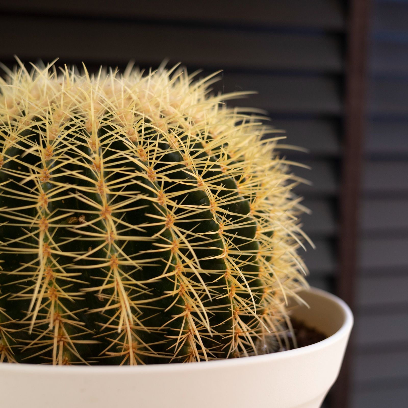 発根済】36cm 金鯱 サボテン 特大 12号 多肉植物 ドライガーデン