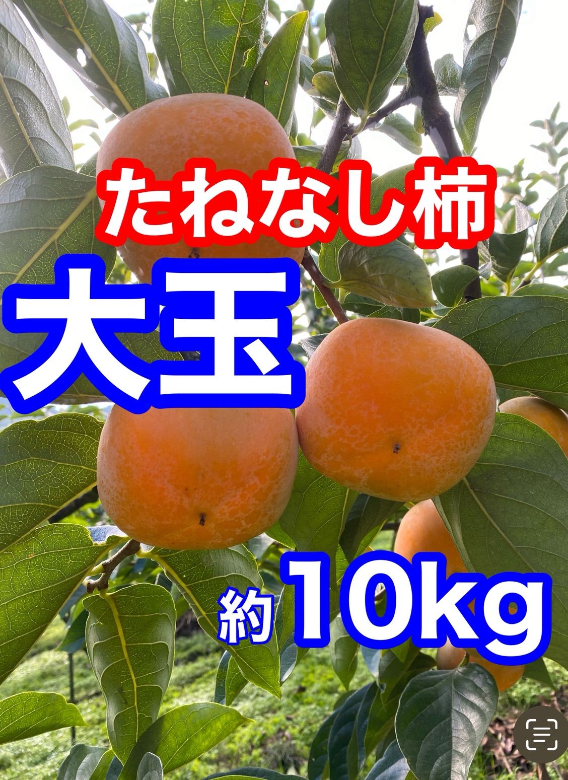 たねなし柿 約10kg 訳あり ご家庭用 新品 - メルカリ