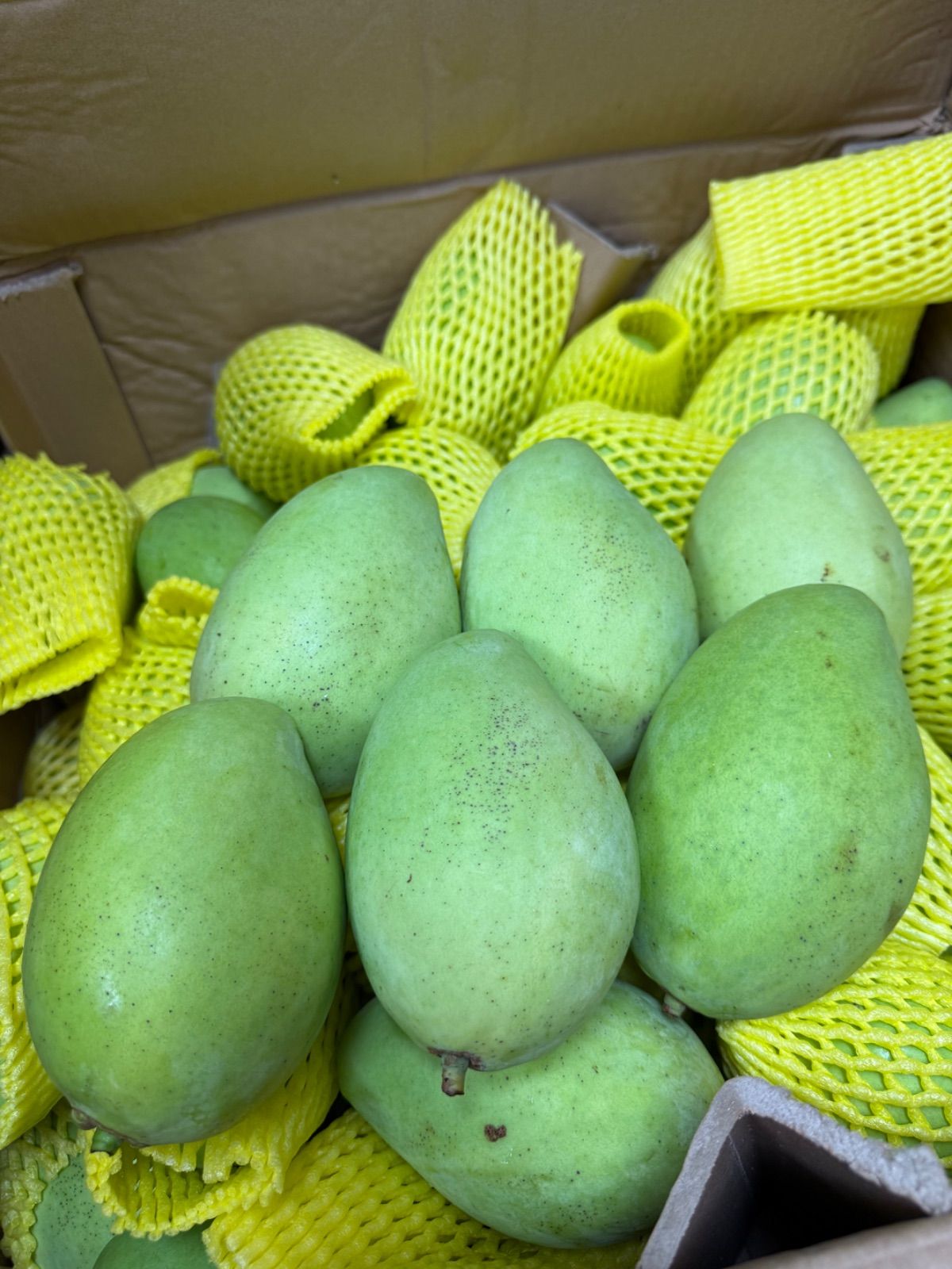 🥭ベトナム産グリーンマンゴー 約2kg 5～8個 冷蔵発送 - メルカリ
