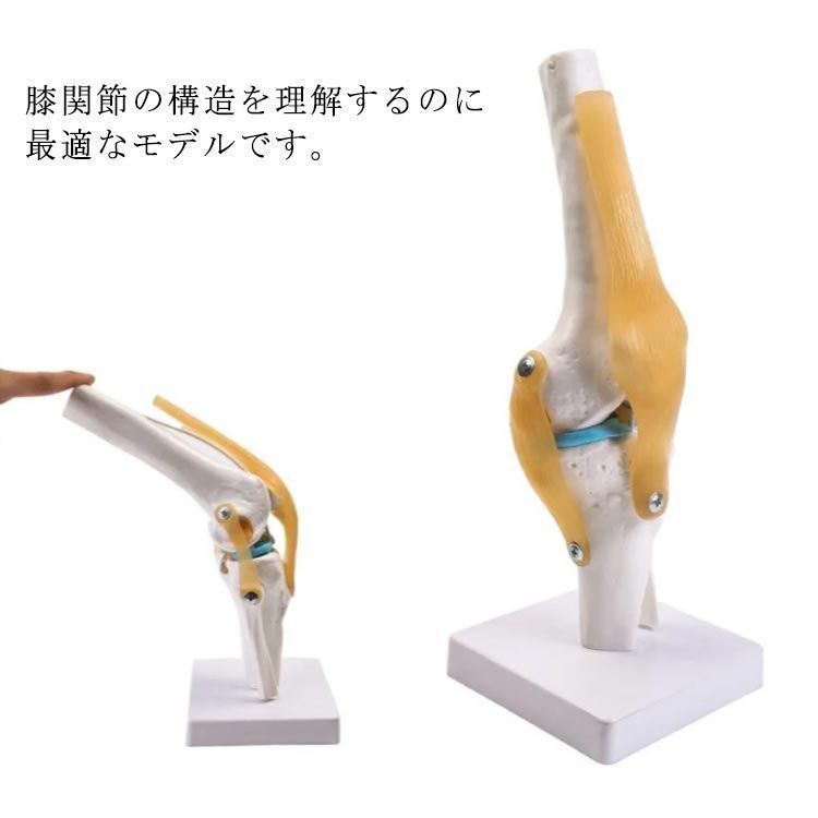 膝関節 模型 人体模型 膝模型 腓骨 脛骨 大腿骨 関節モデル 膝蓋
