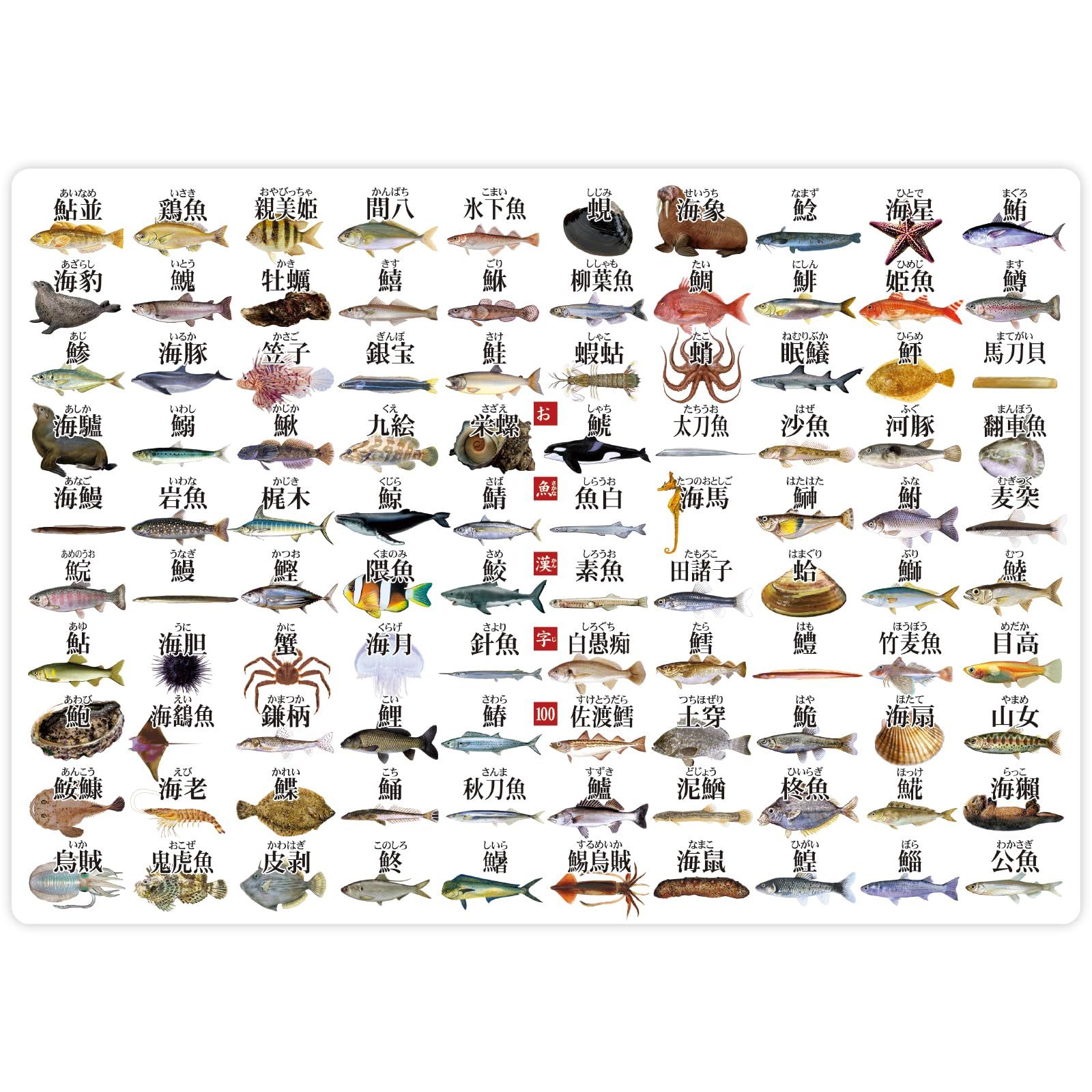 ザ アクセス 下敷き お魚 漢字 大全 水族館 A 4