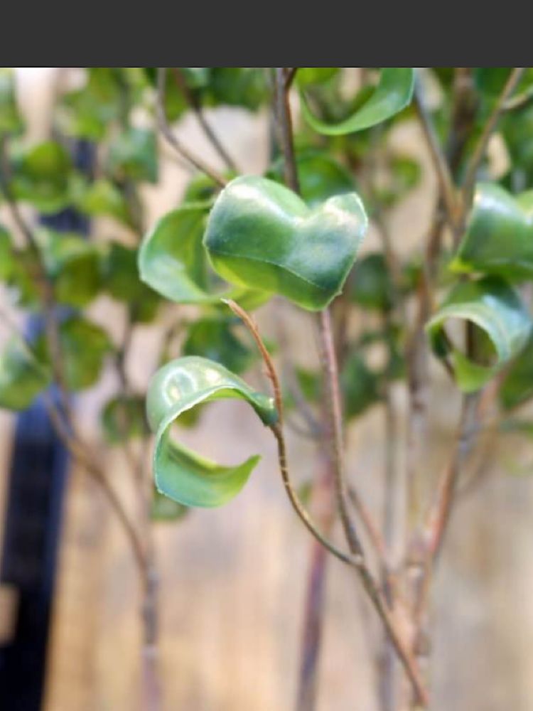 光触媒 人工観葉植物 ウォールグリーン フェイクグリーン 高品質