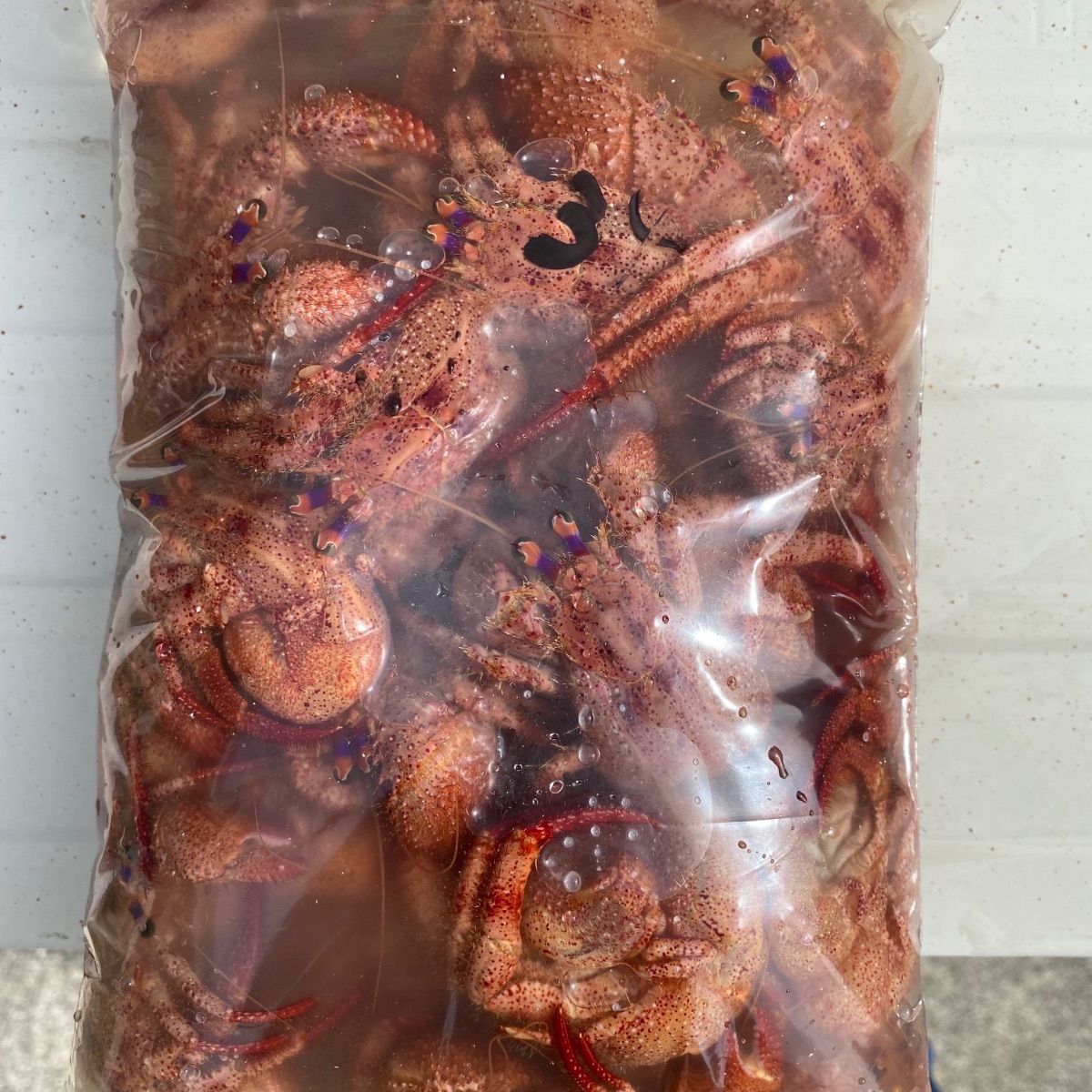 最強 冷凍ヤドカリ餌 特大 大サイズ34匹 送料無料