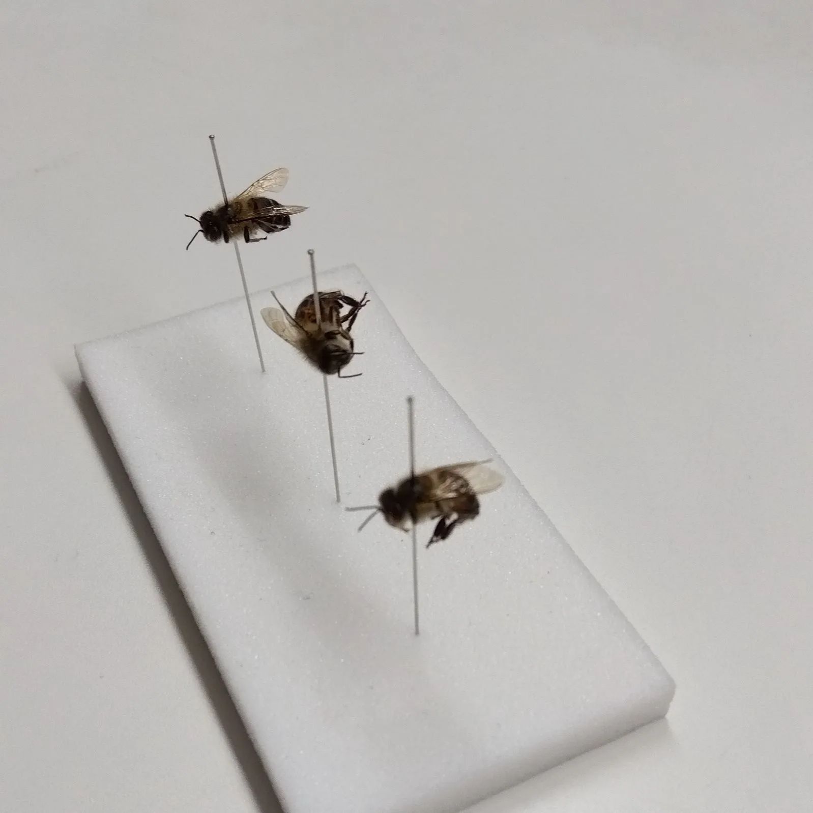 ミツバチの標本 ミツバチ標本 | 日刊わしら - HIROSHIMA DAILY WASHIRA